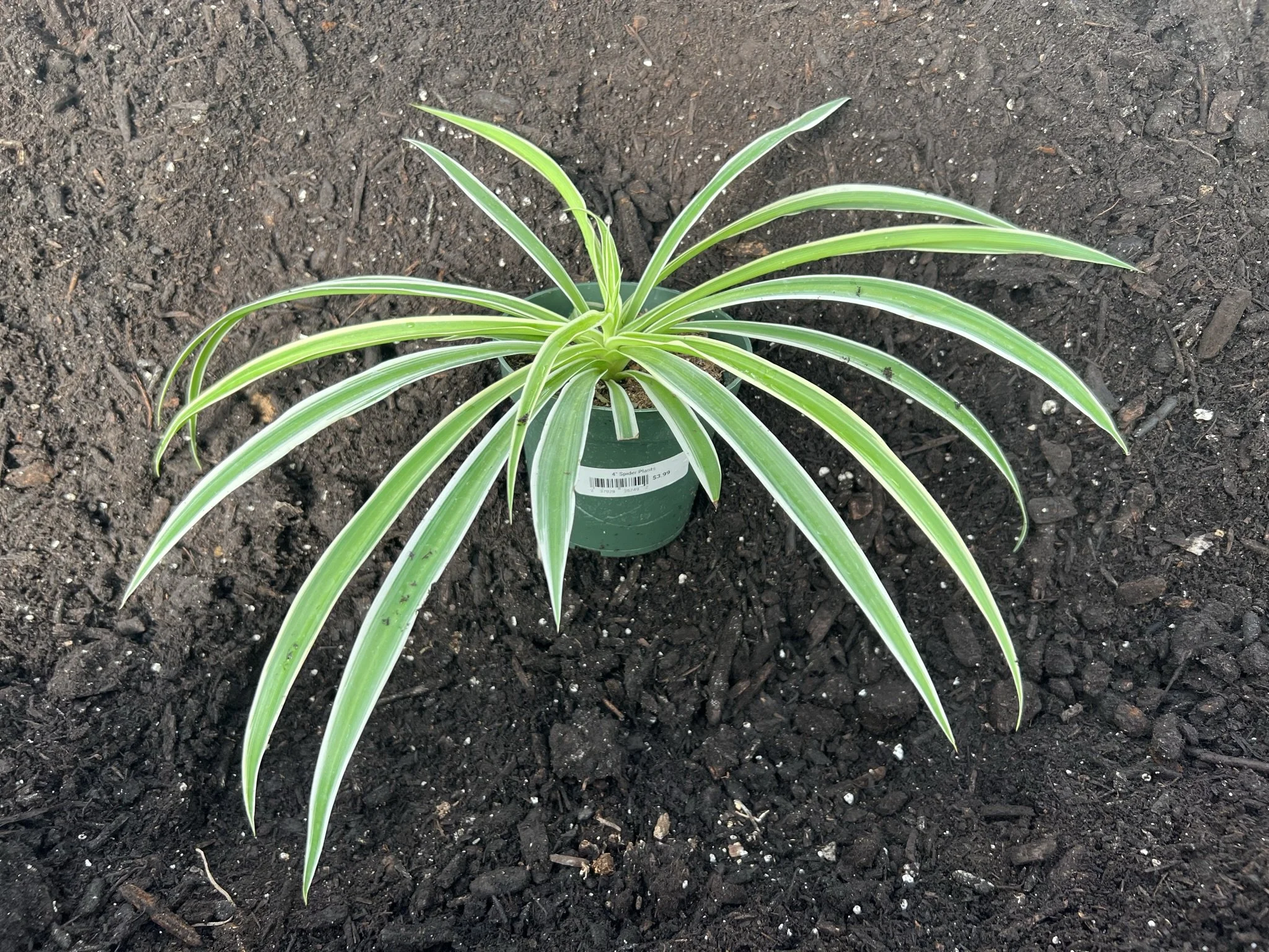 Spider Plant