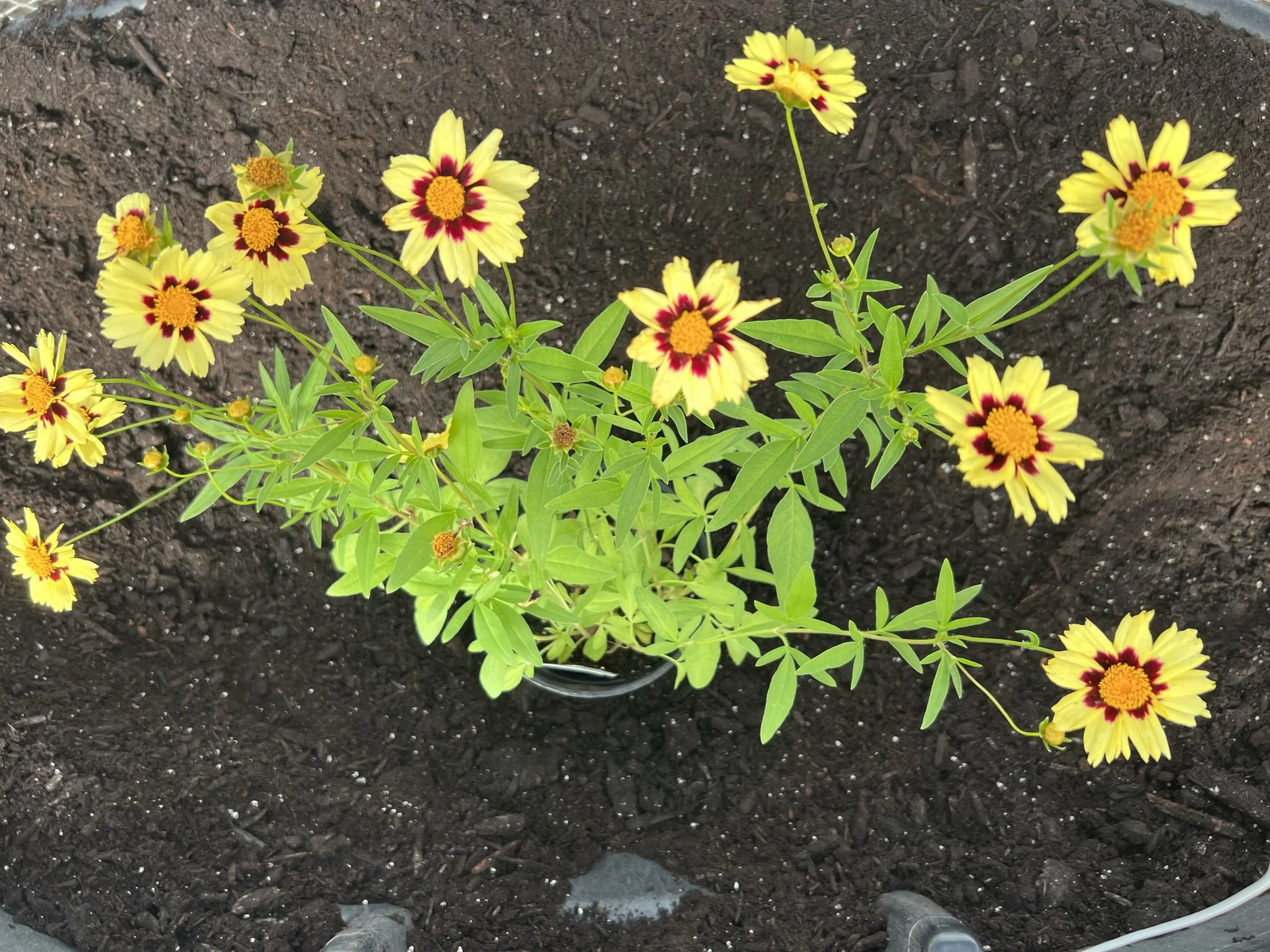 Coreopsis 'Cream and Red'