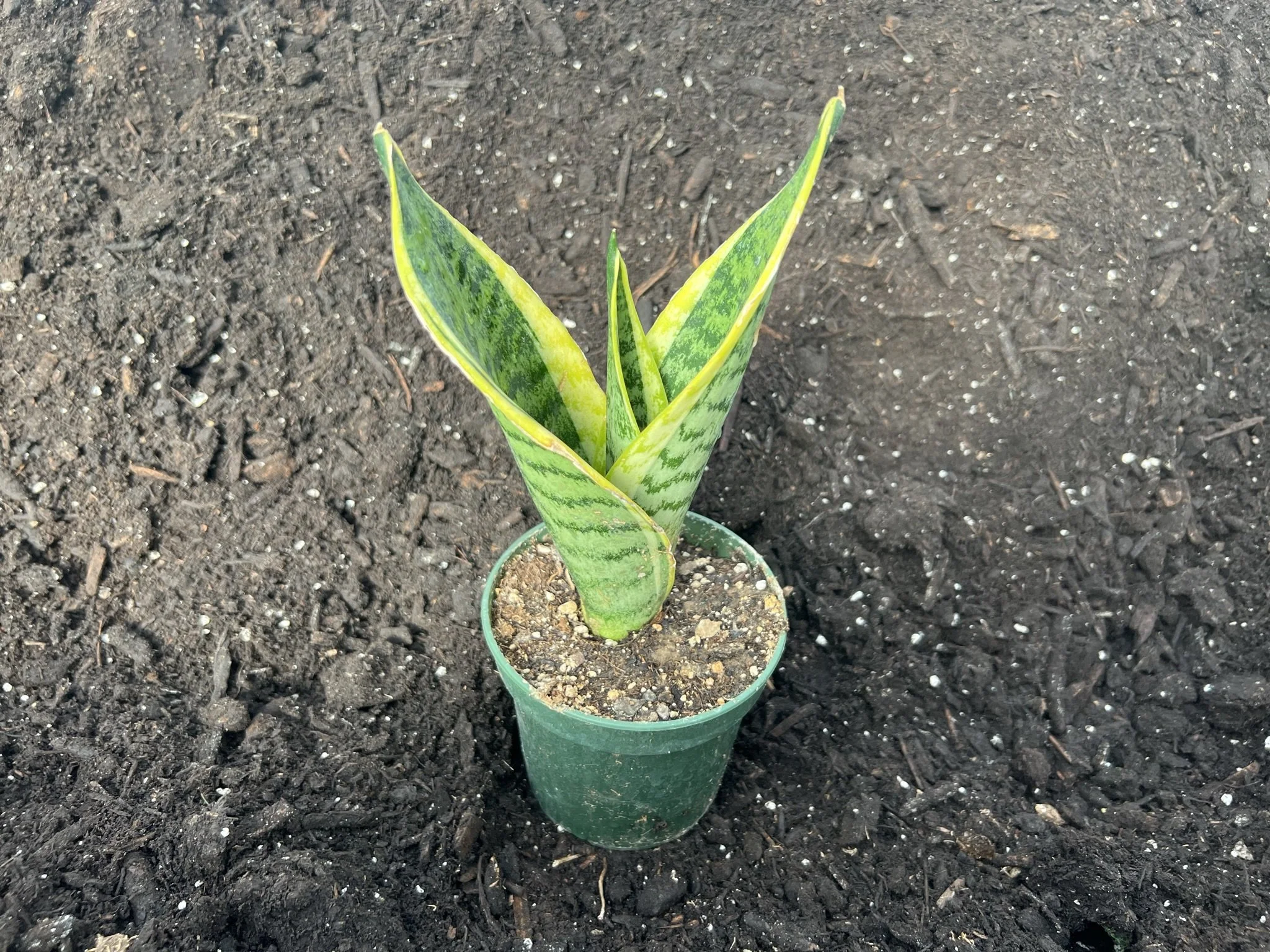 4" Sansevieria Assorted Styles