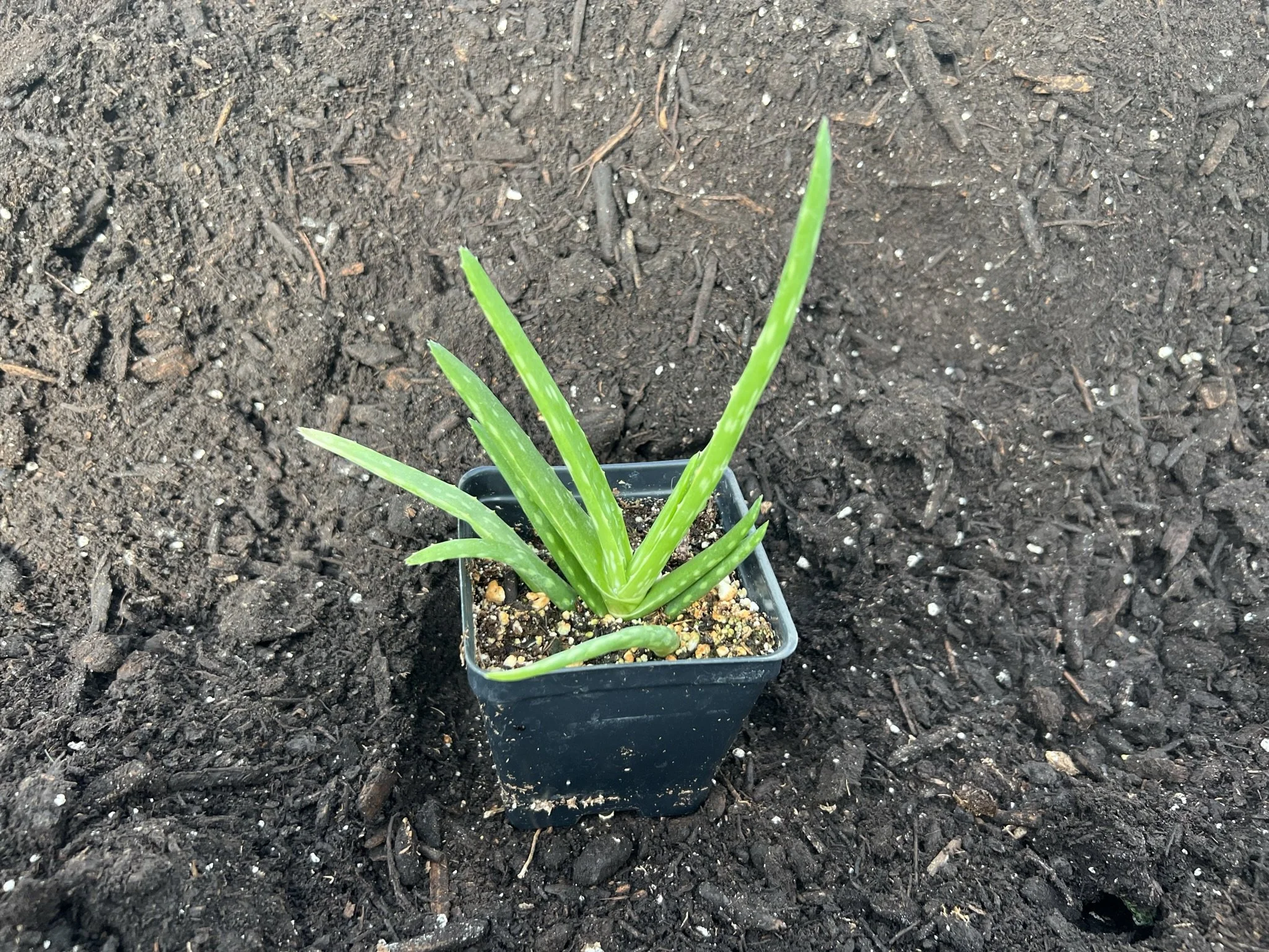 Aloe Vera - Assorted Sizes