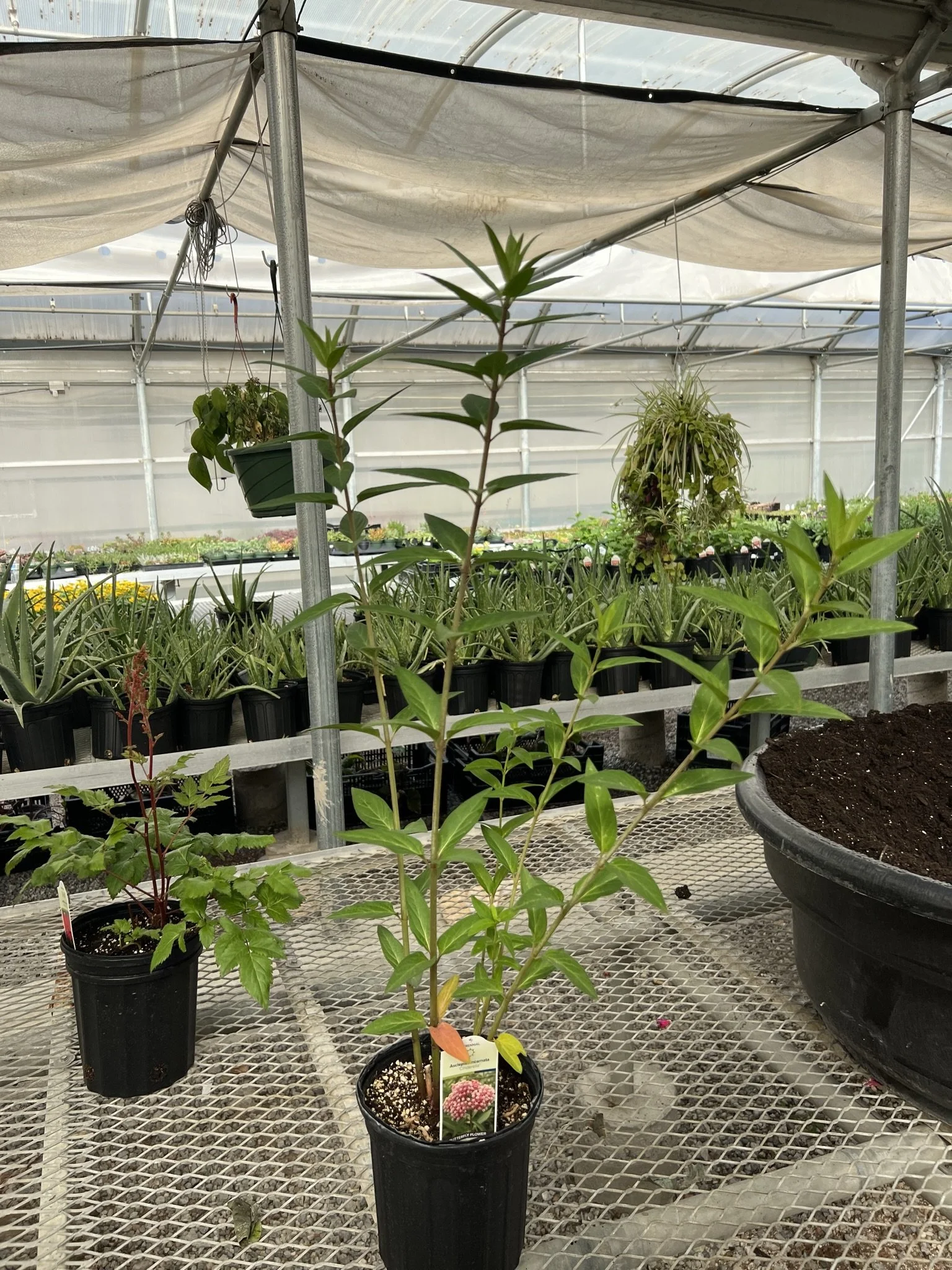 Asclepias incarnata 'Cinderella'