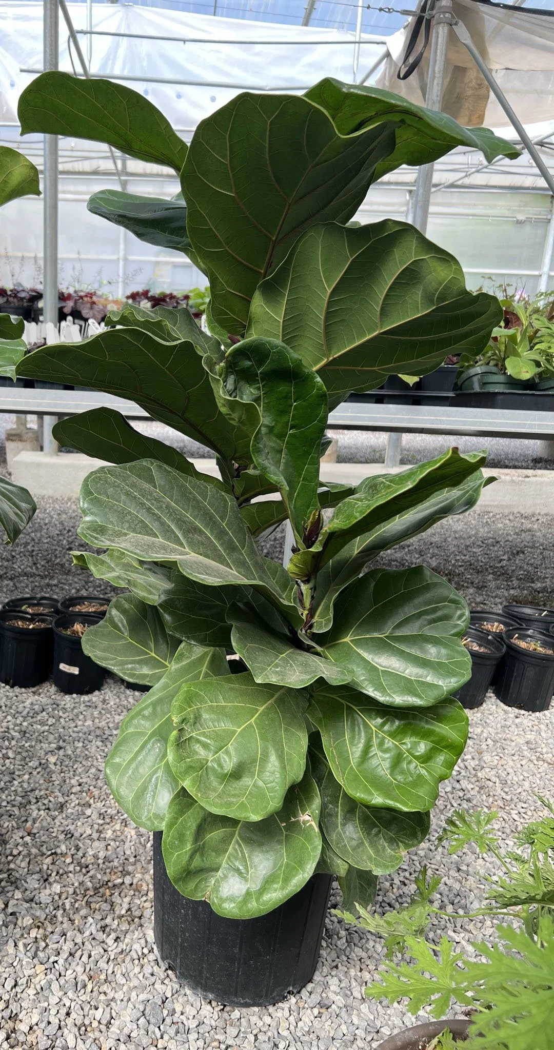 Fiddle Leaf Fig
