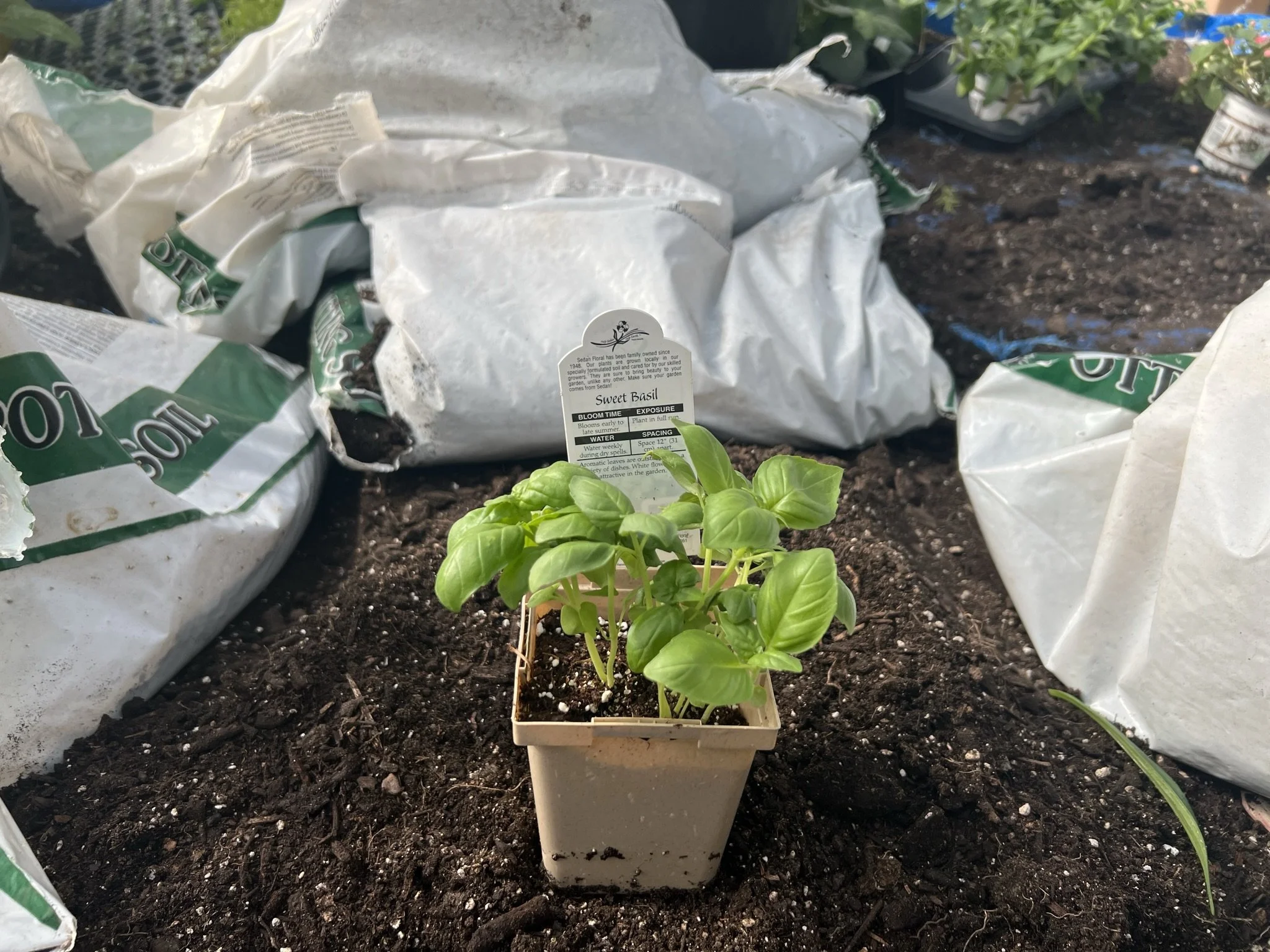 4" Sweet Basil