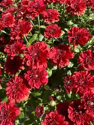 Asters 1.jpg