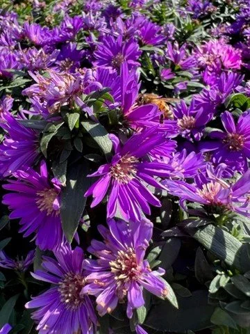 Asters 2.jpg
