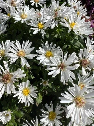 Asters 3.jpg