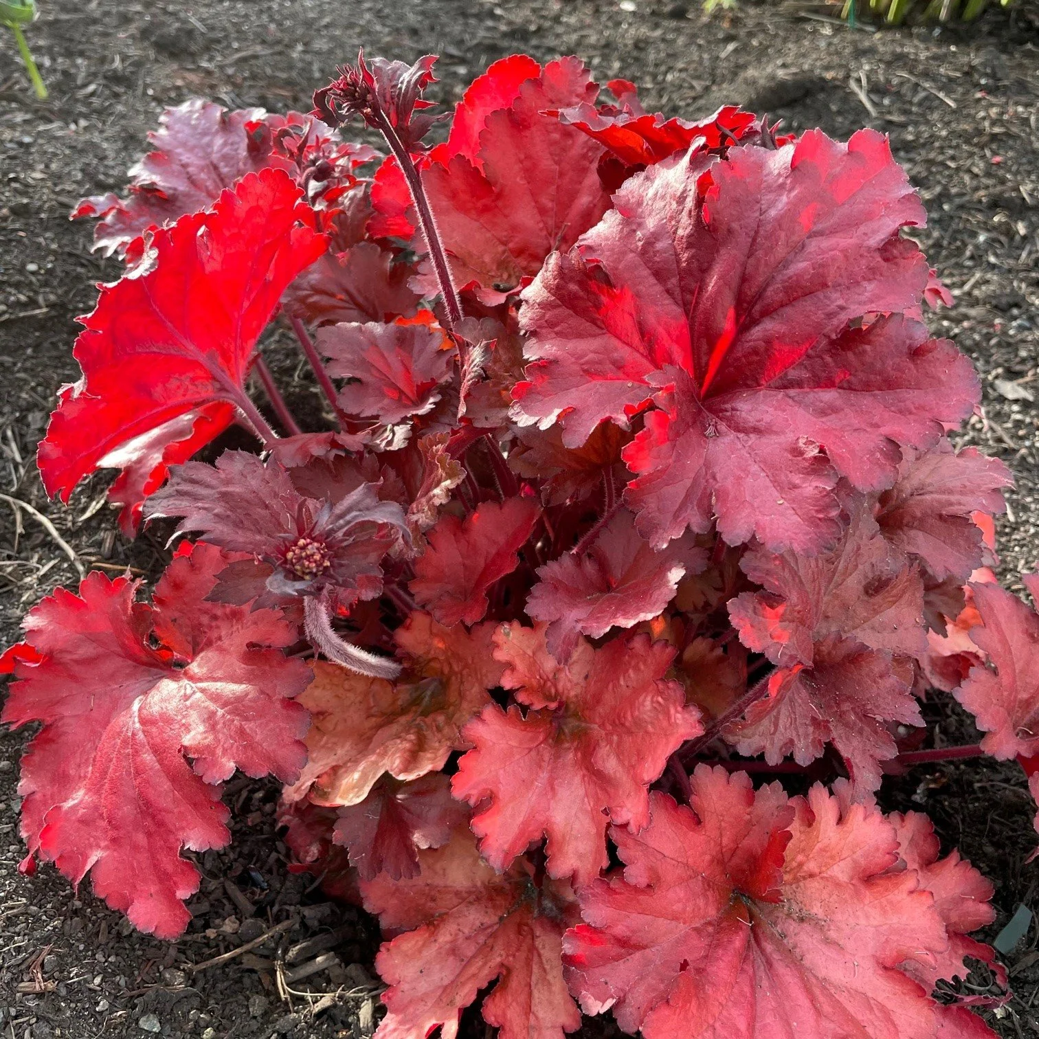 Heuchera-Fire-Alarm-Coral-Bells-May.jpg