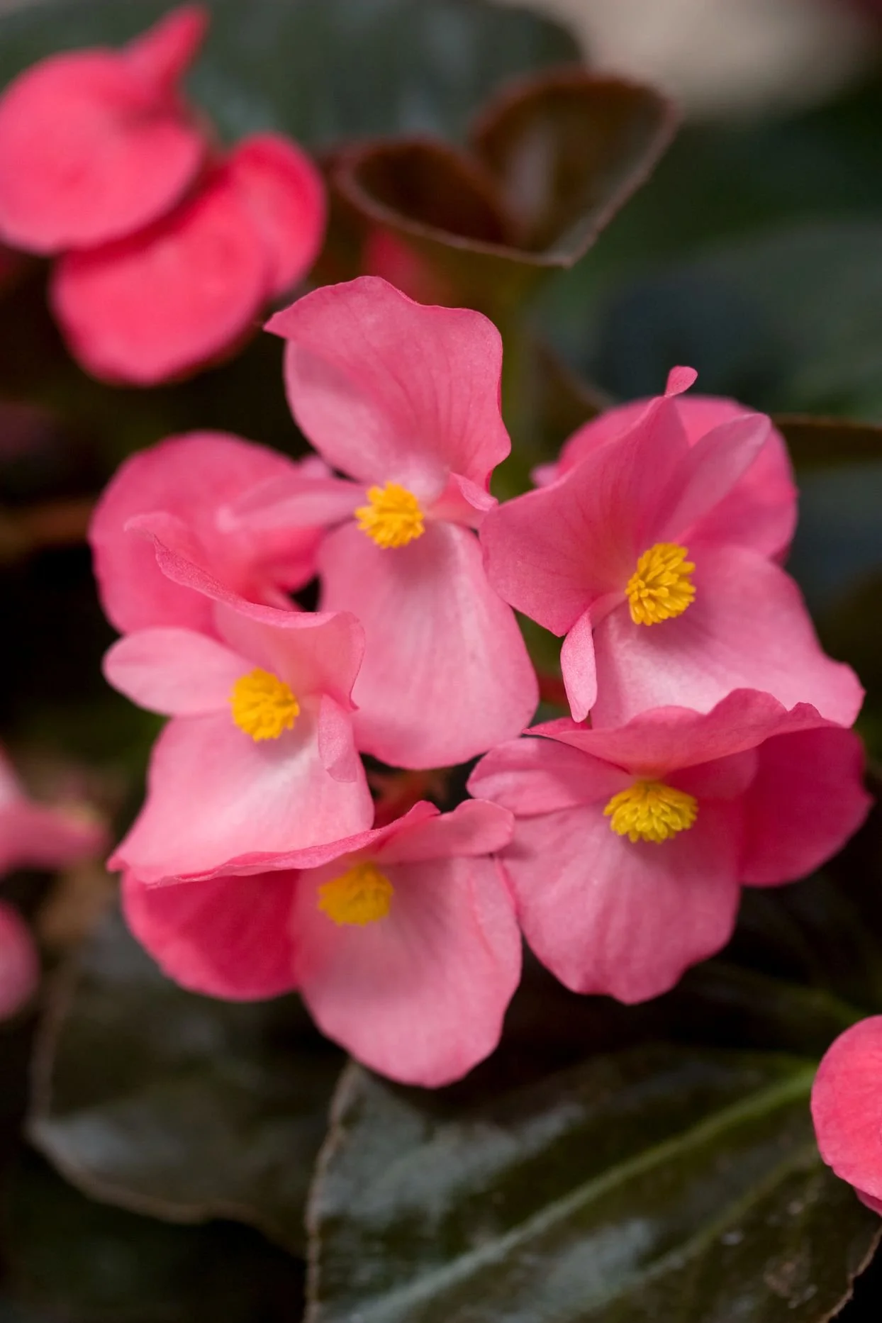 static.onecms.io__wp-content__uploads__sites__37__2020__02__annual-begonia-301fd31a-9d6fb352e50c48dd939c28fc10581884.jpg