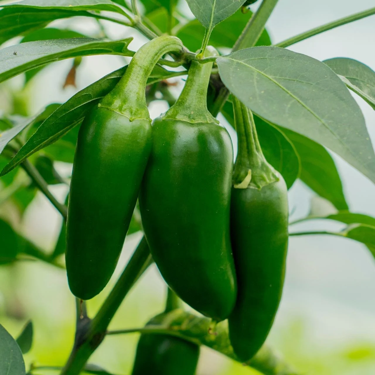 Organic-Early-Jalapeno-Pepper__38310.jpg