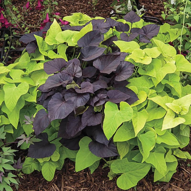 sweet_potato_vine.jpg