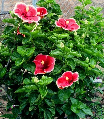 hibiscus.jpg