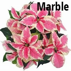 Marble-Poinsettia.jpg