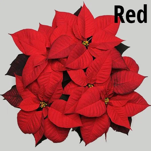 Red-Poinsettia.jpg