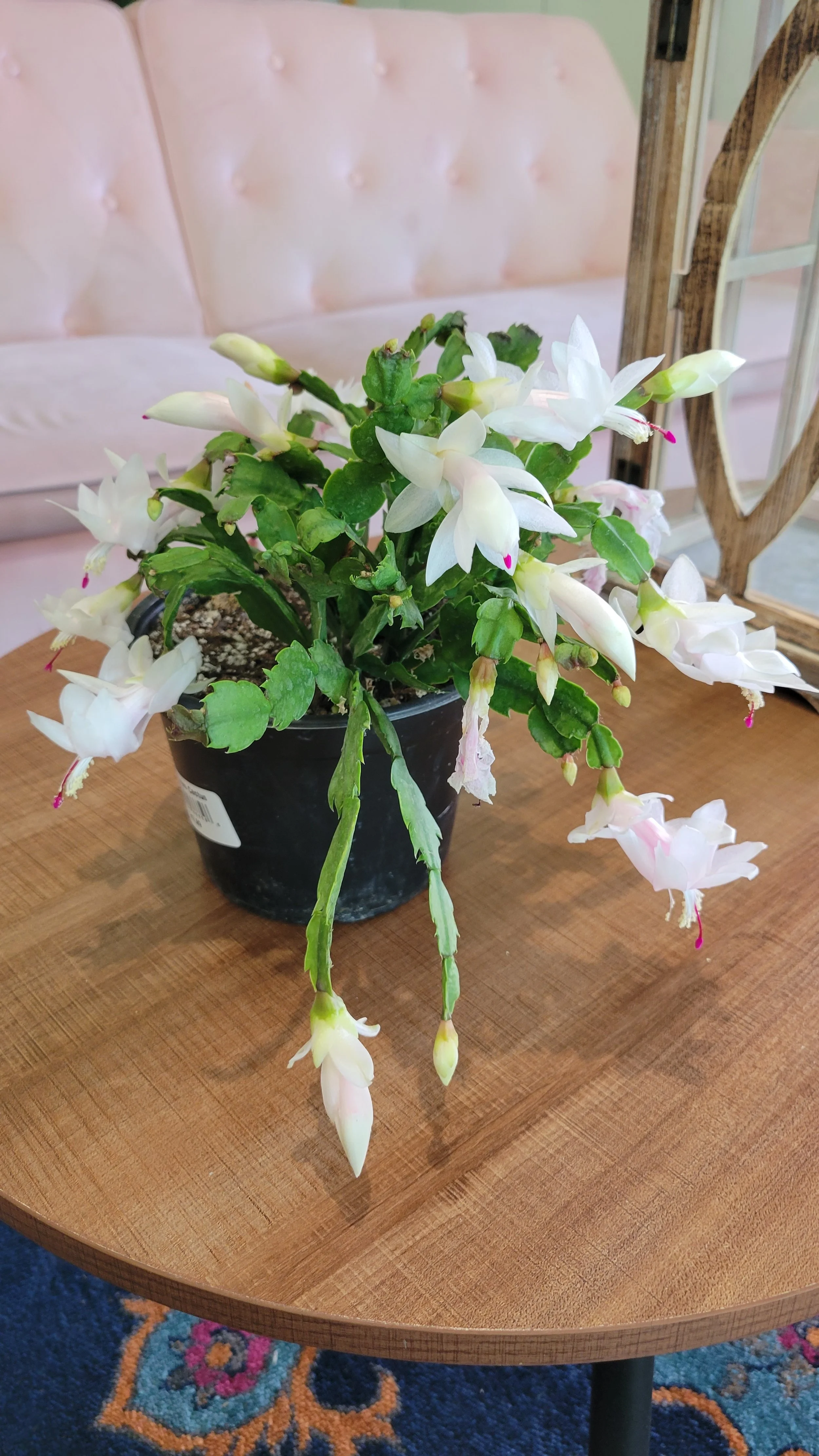 Christmas Cactus