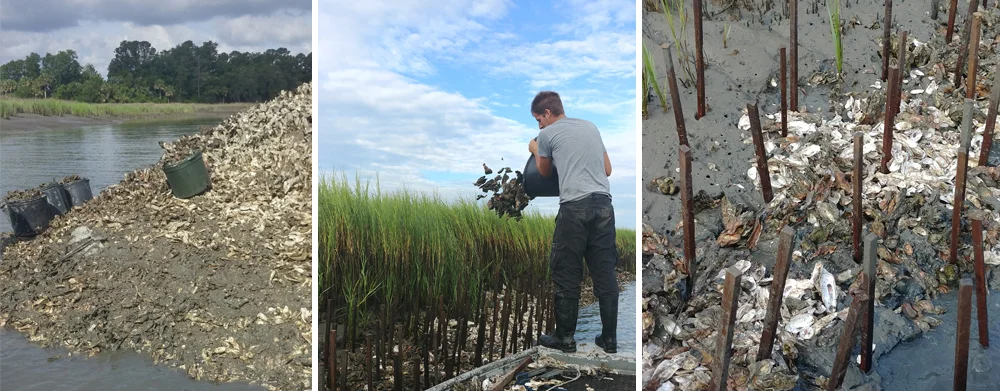 From Left: Congested oysters are relocated to promote new bed growth; Tomato sticks, dead shell and relayed live oysters all planted together. +++ Click image to enlarge