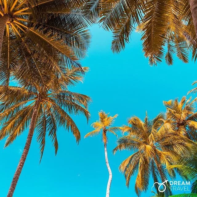 El sol 🌞, la playa 🏖, las palmeras 🌴, no hay mejor lugar para unas vacaciones. ✈️
-
-
-
#Dream #DreamTravel #DTravel #Travel #TravelGram #BucketList #International #Nature #Vacations #NatureLover #Adventure #TravelAgency #Beach #BeachLover #Hondur