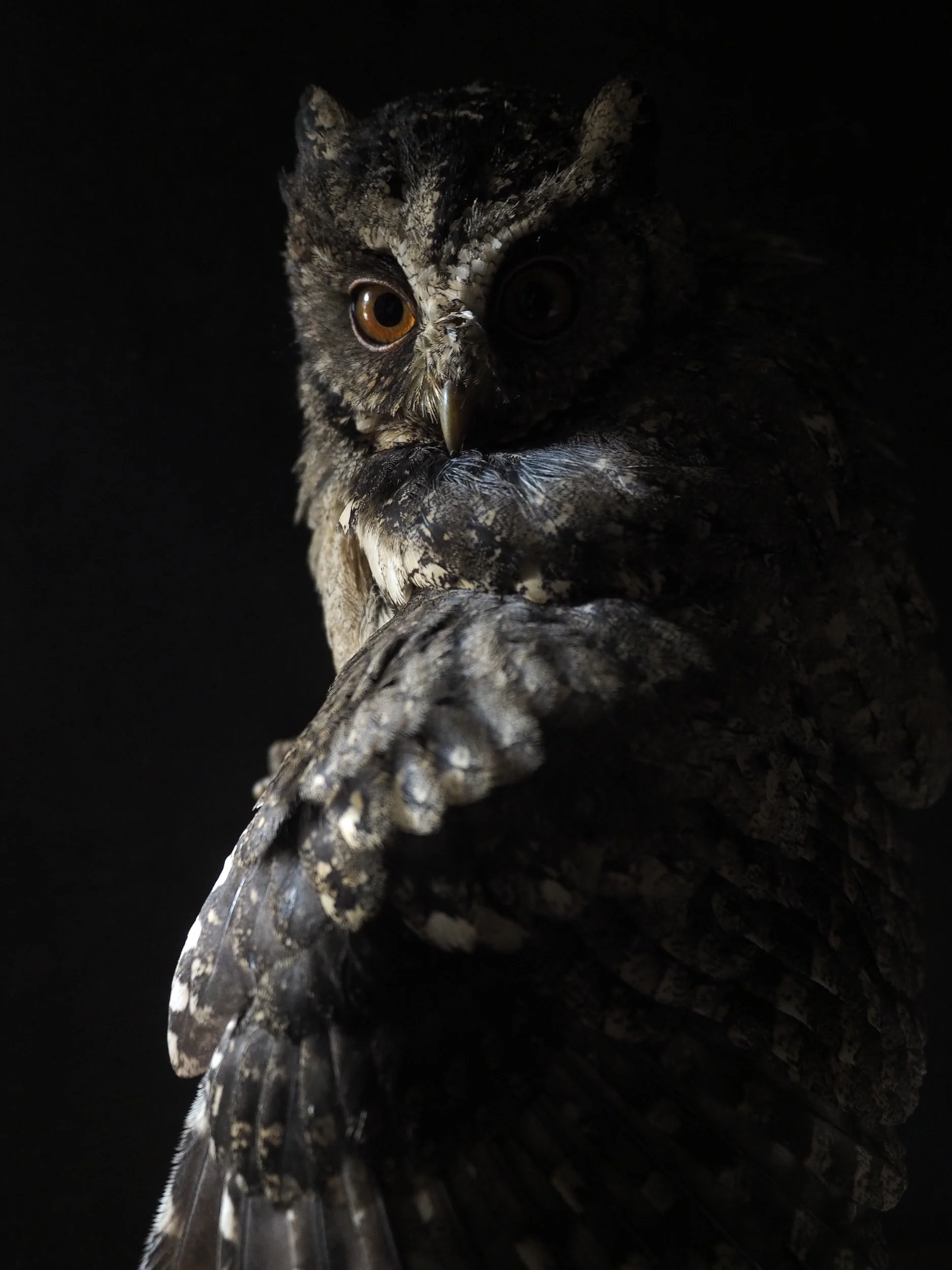The Narcissist &amp; The Empath (Night Owl Replay)