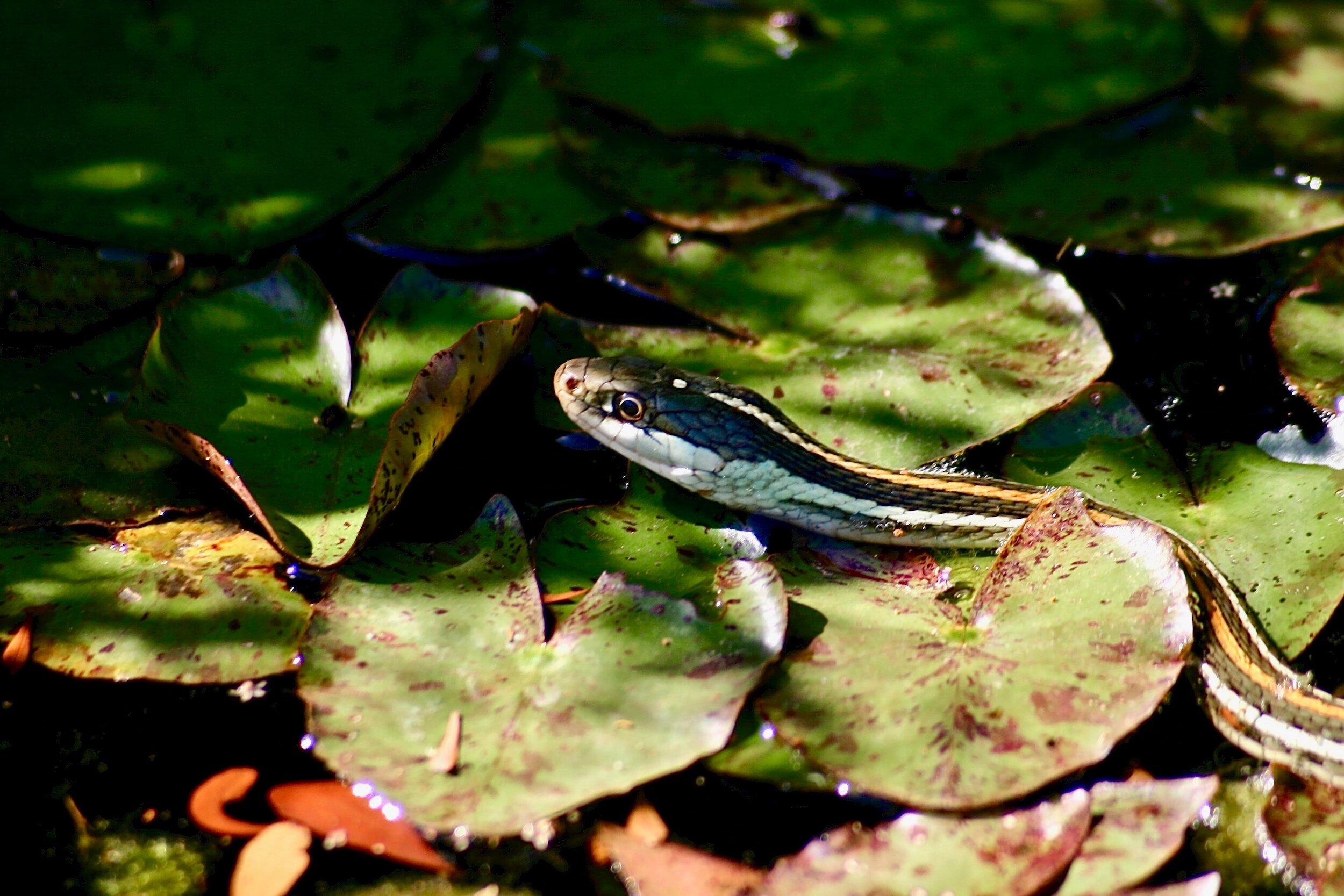 You Spirit Guides Want You To Keep Your Boundaries Strong! The Snakes Can Sense Your Growth!