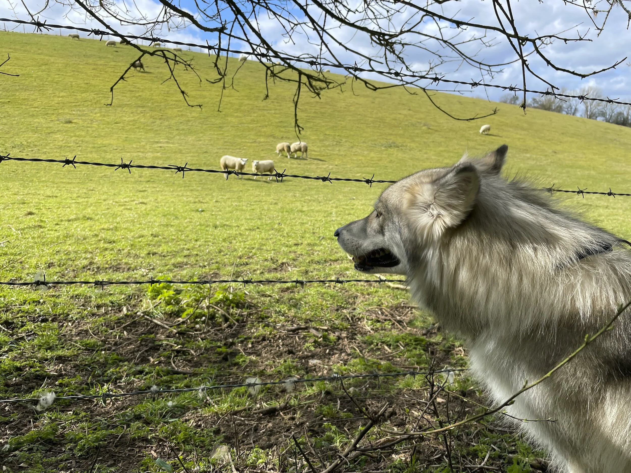 Your Ancestors said watch out for wolves in sheeps clothing
