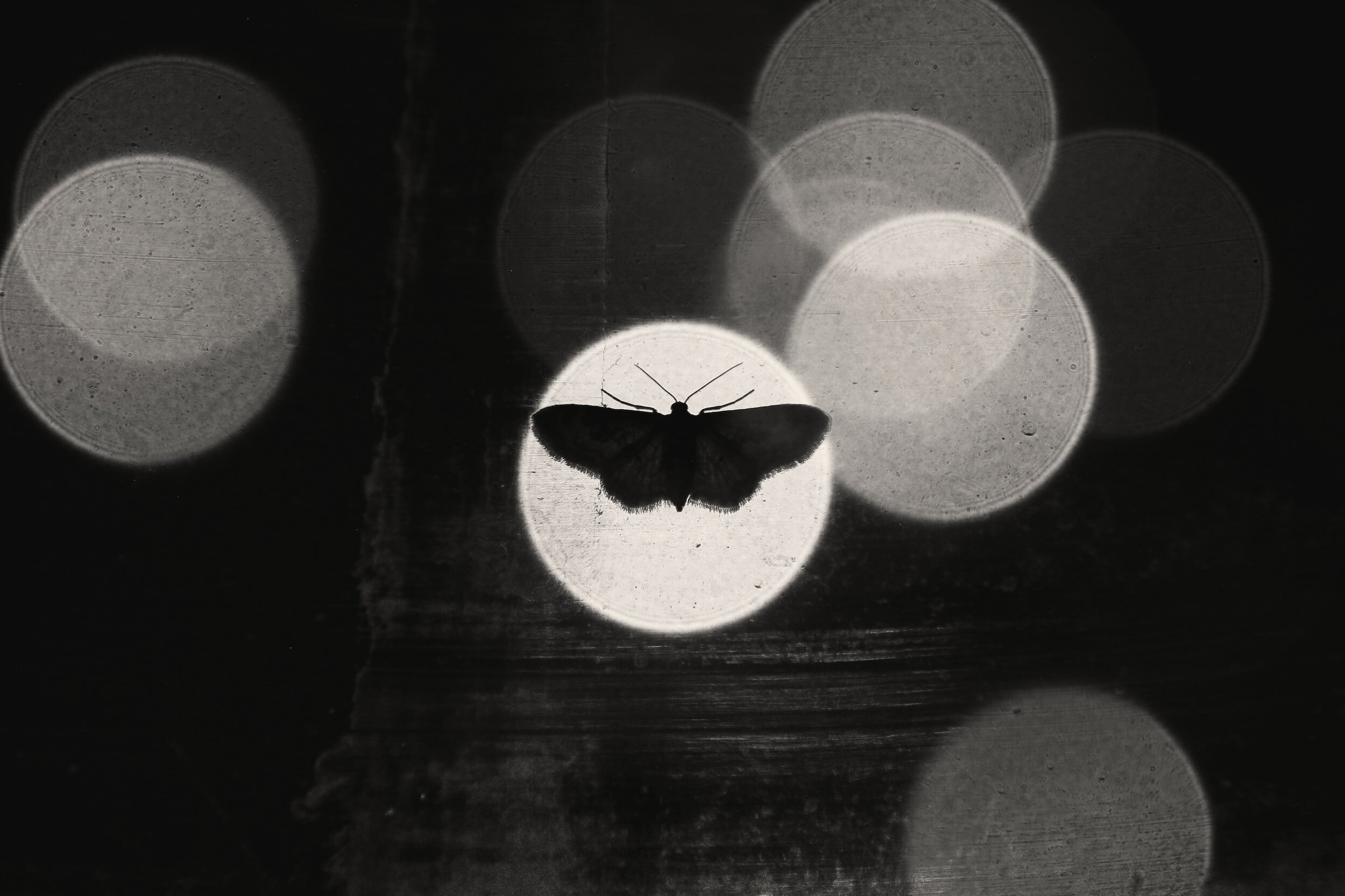 Happiness is Like A Butterfly: Channeled Message