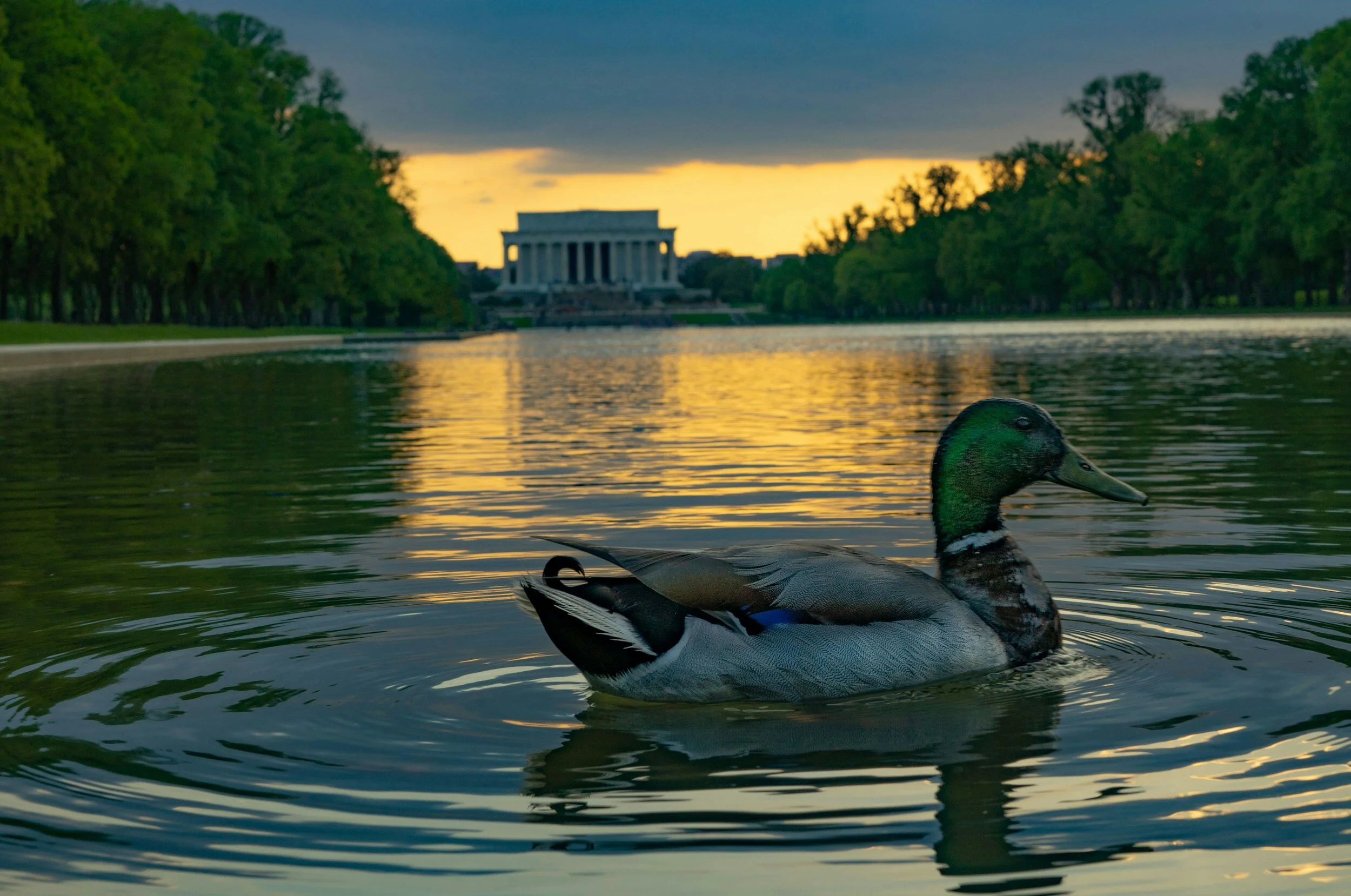 🦋 DIVINE SOUL🦋 Reflection Pool