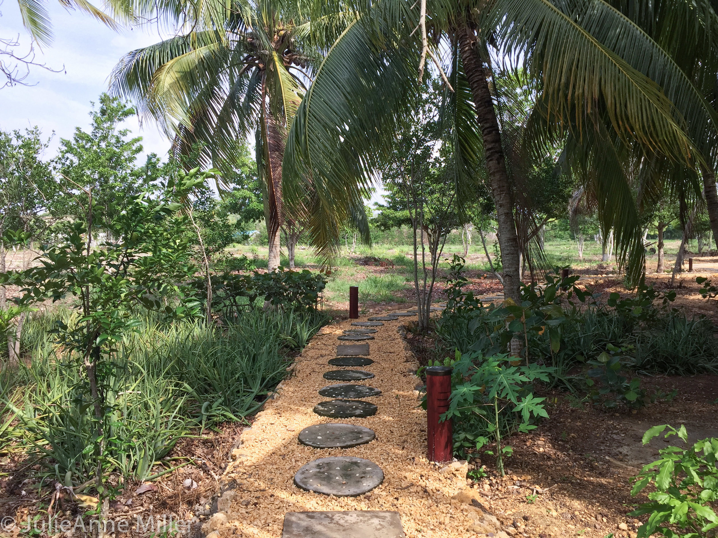 Hotel Manglares foot path.jpg