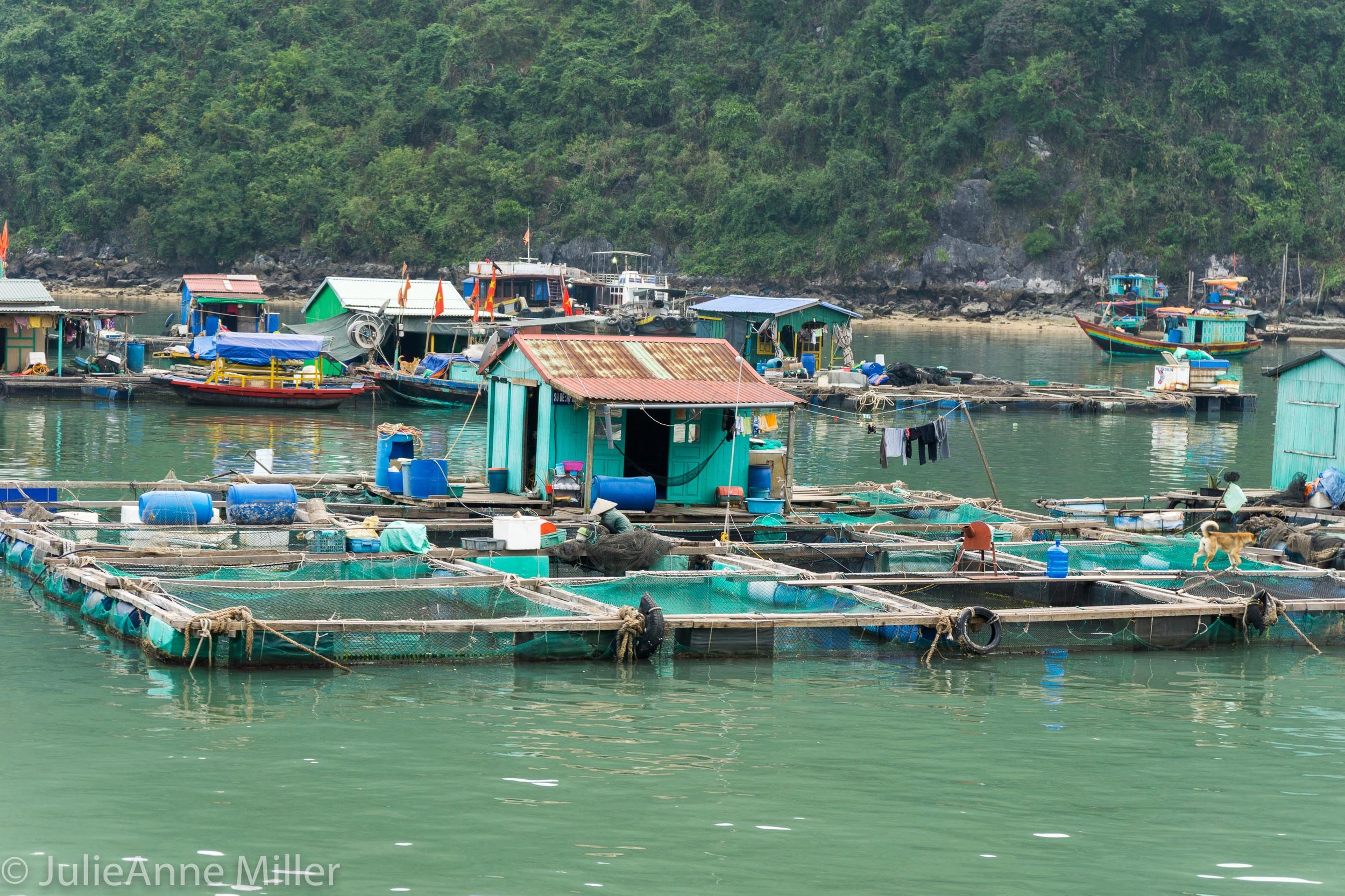 Seafood Farm in Cat Ba Bay