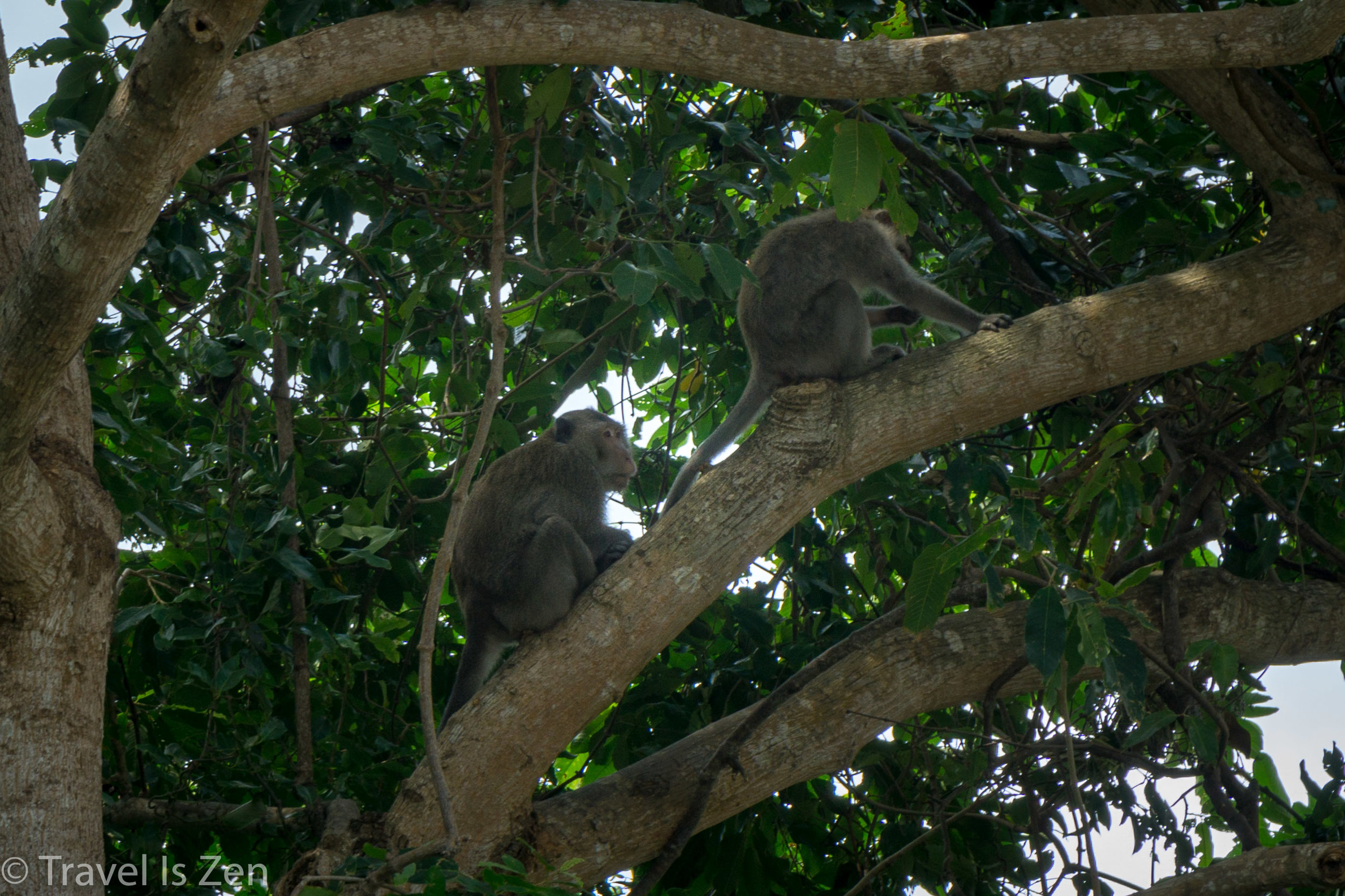 Macaque Monkeys