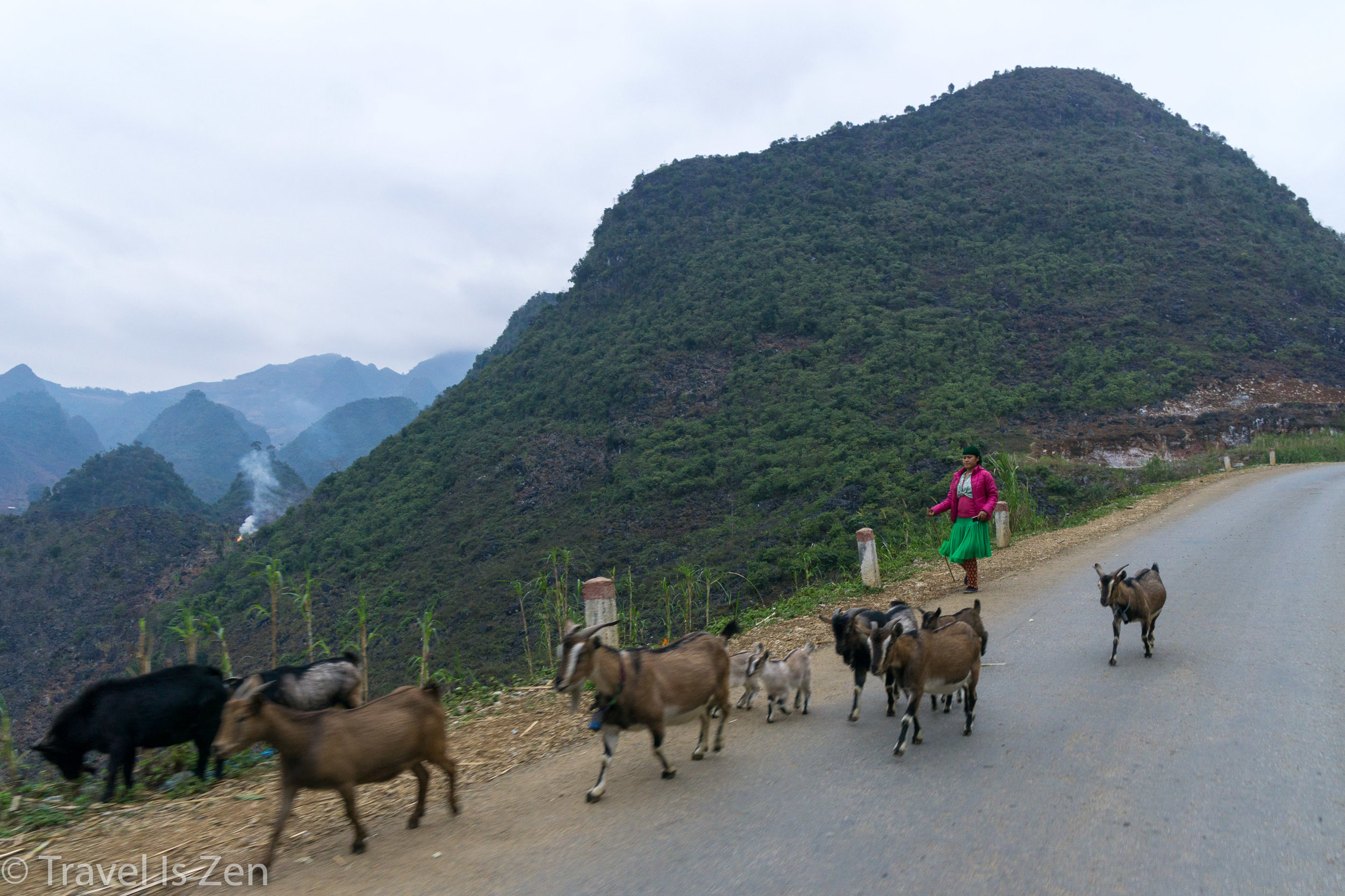 goat herder, Ha Giang Vietnam