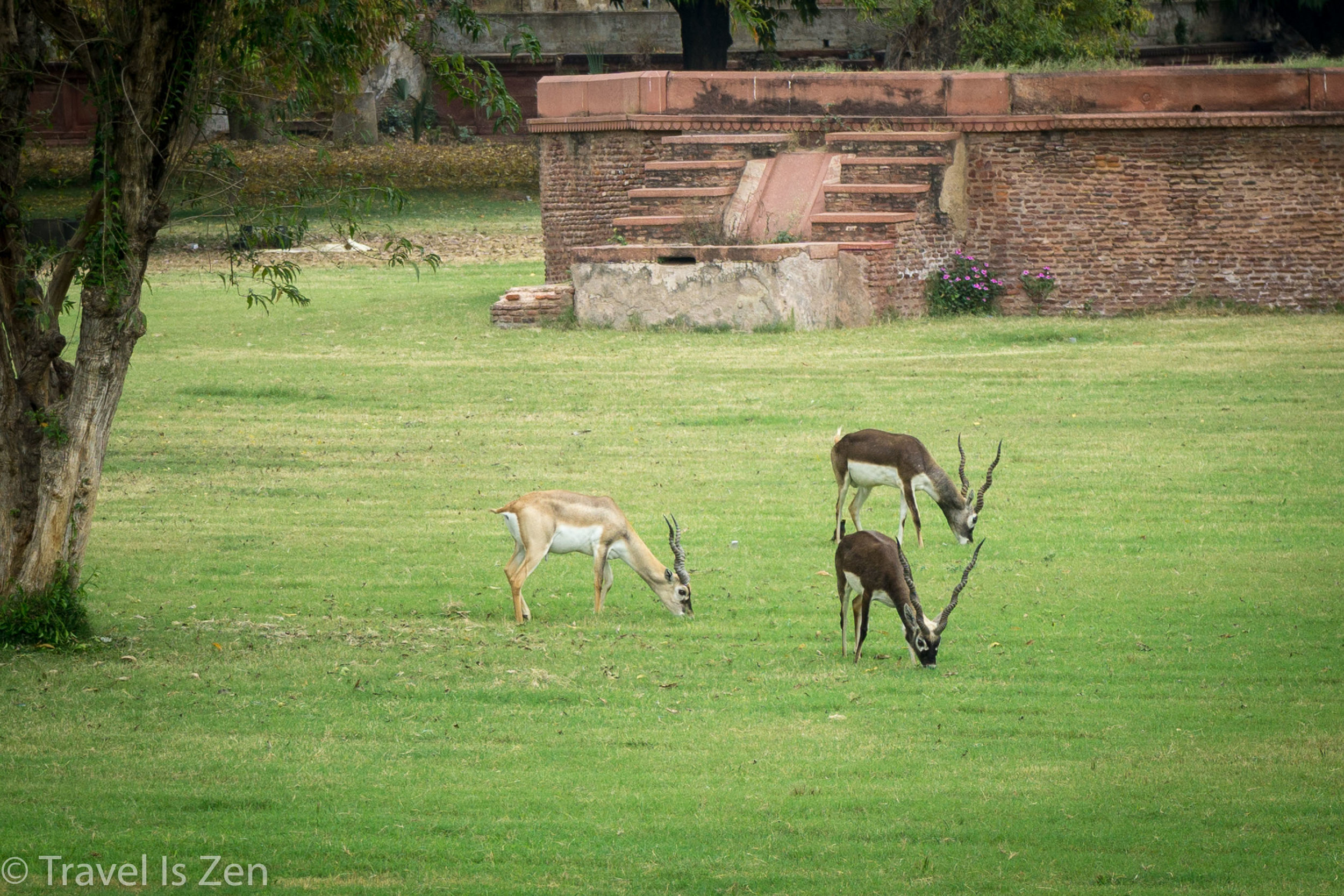 Agra-16.jpg