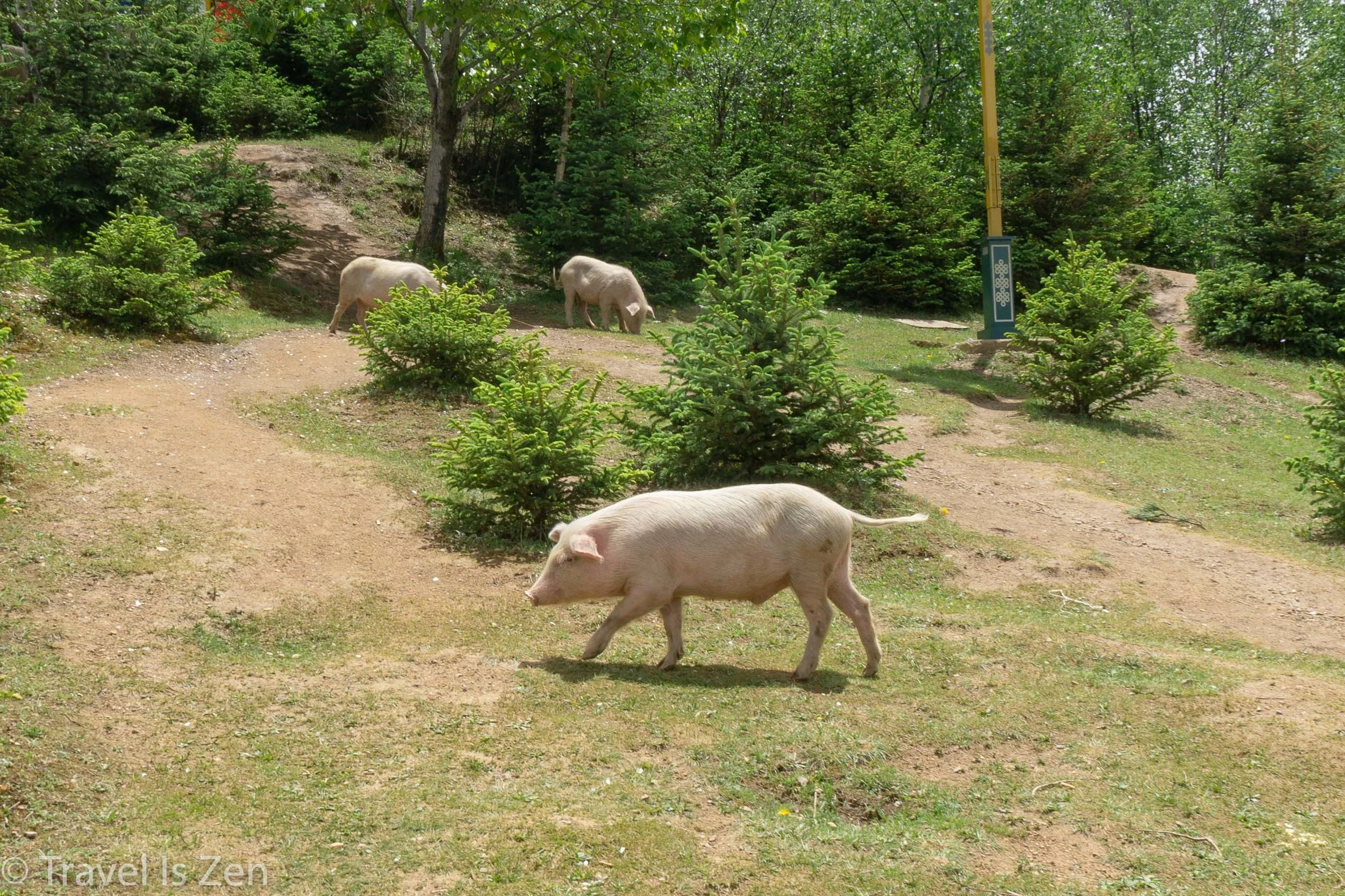 free range pork