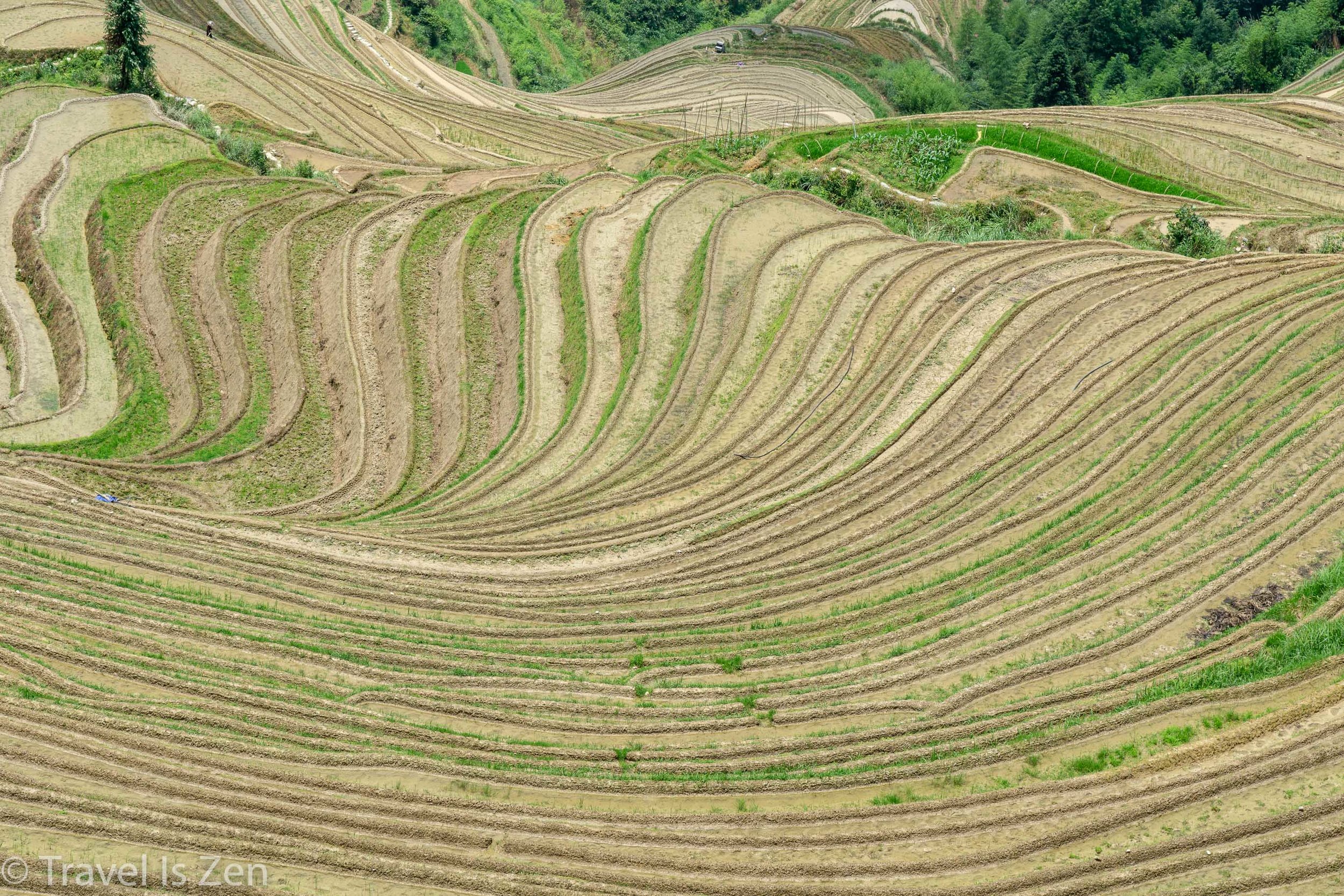 Longji Rice Terrace-12.jpg