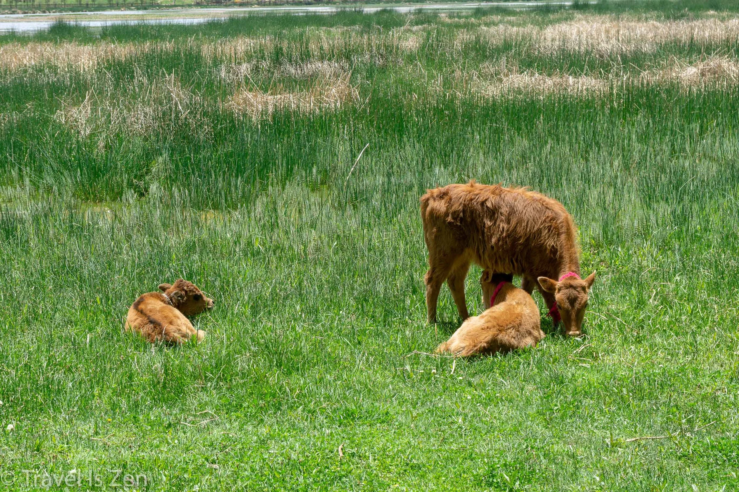 monastery cows-1.jpg