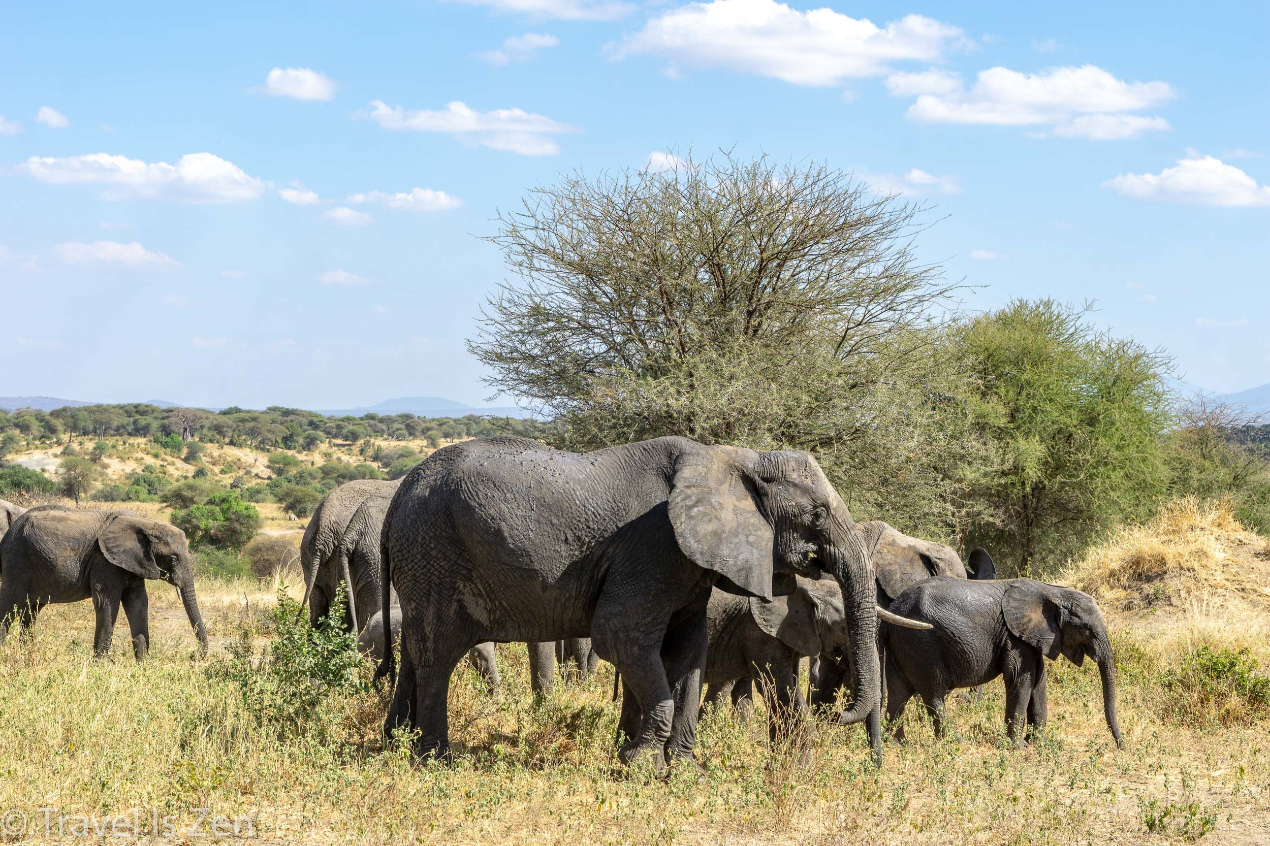 Tanzania Safari-1.jpg