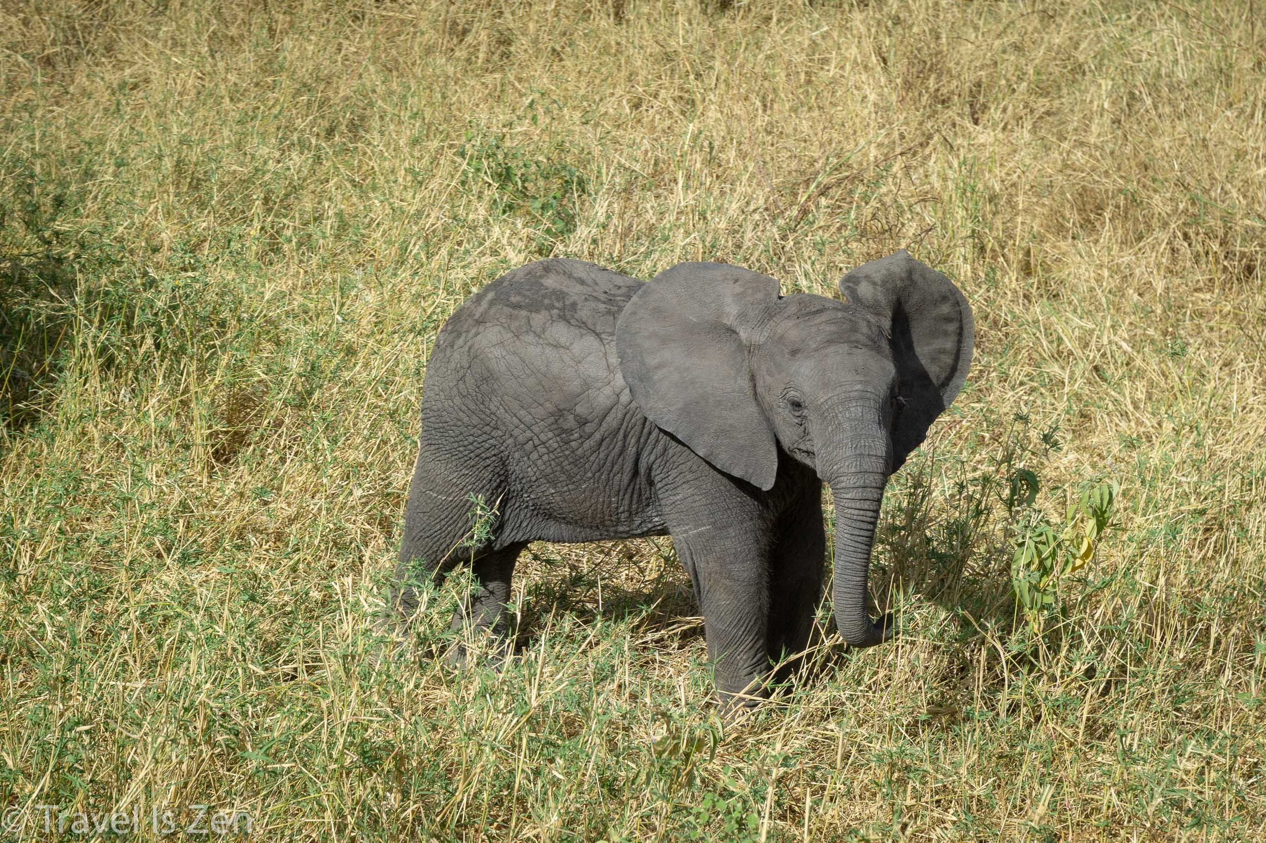Tanzania Safari-4.jpg