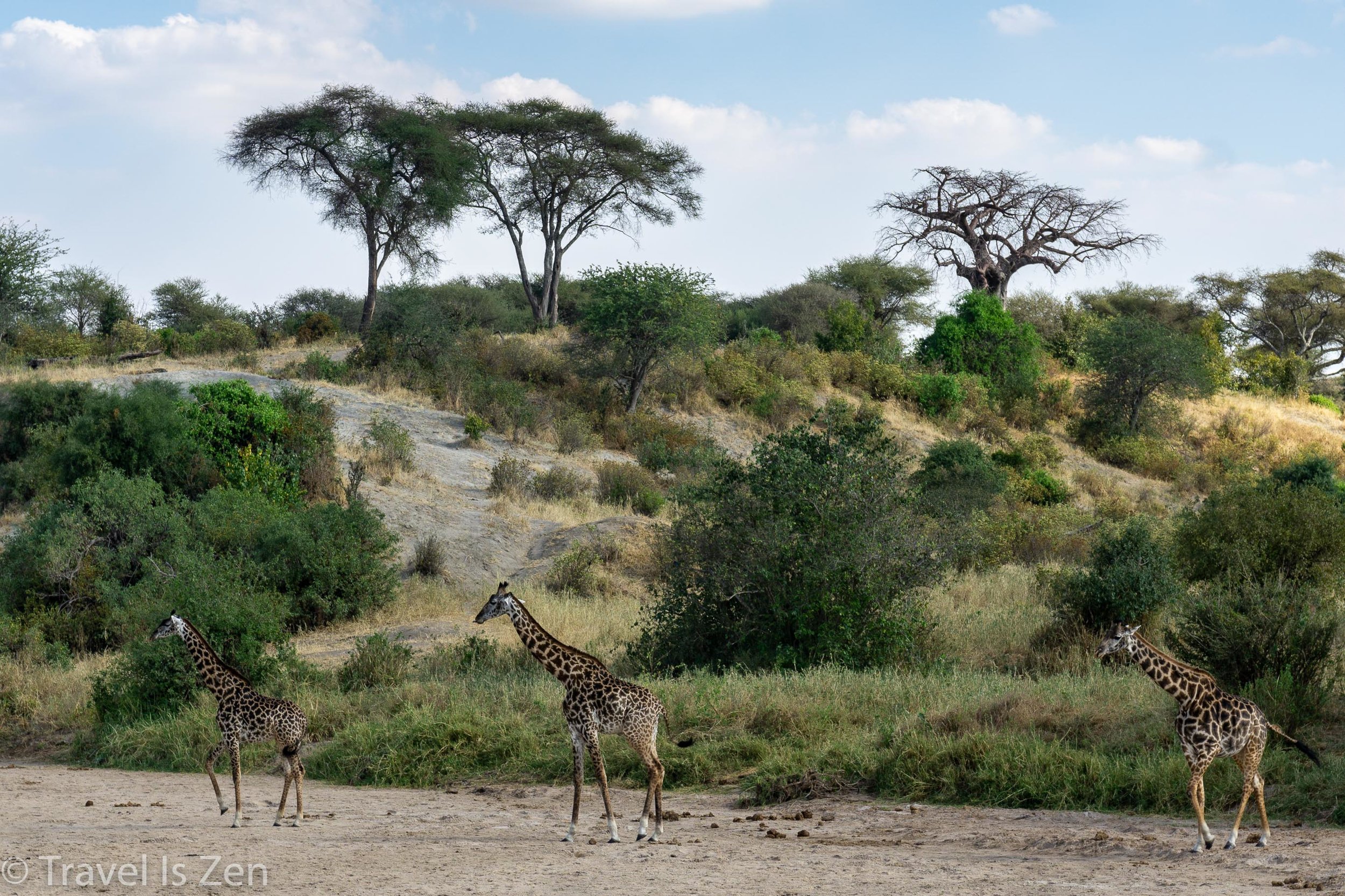 Tanzania Safari-6.jpg