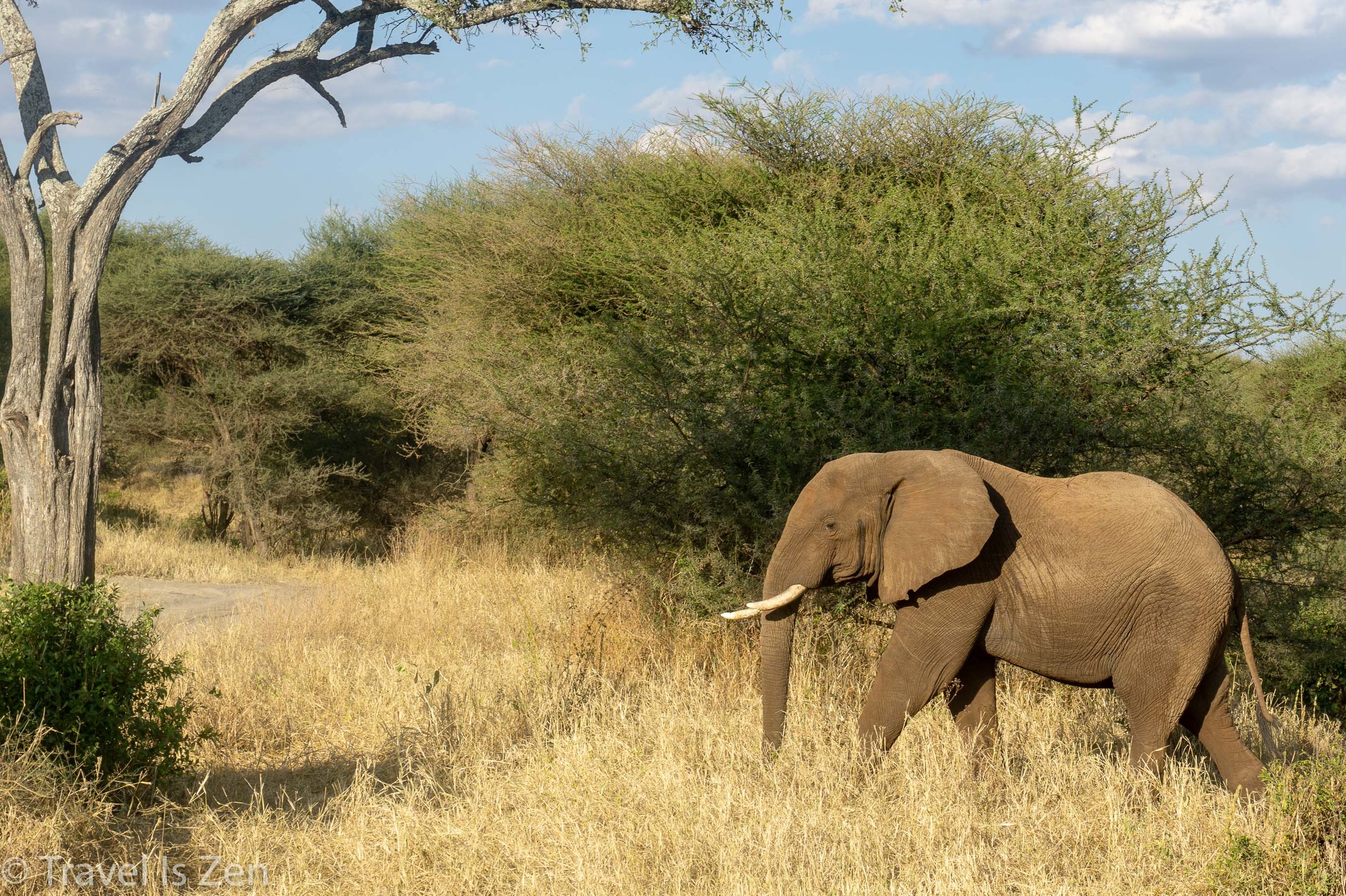 Tanzania Safari-9.jpg