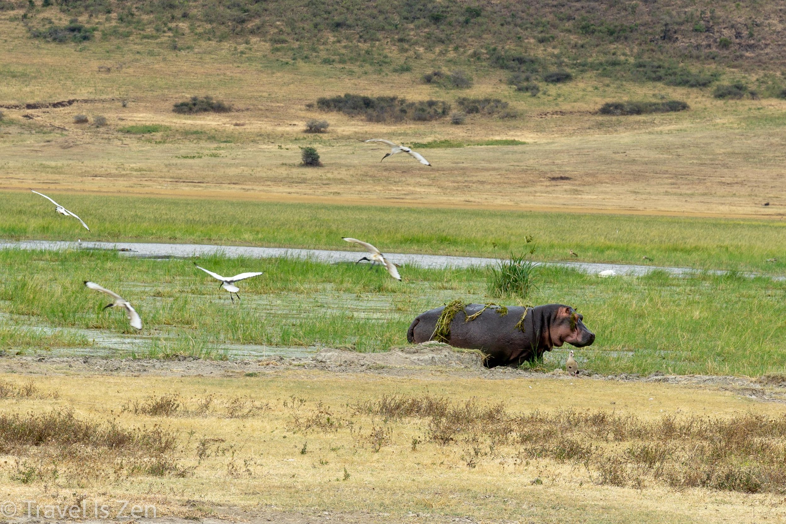 Tanzania Safari-29.jpg