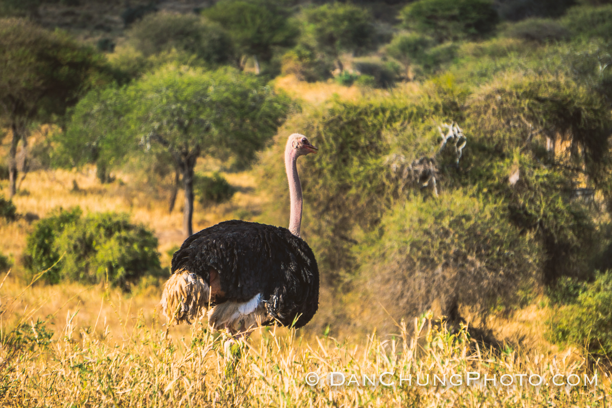 Dan chung ostrich.jpg
