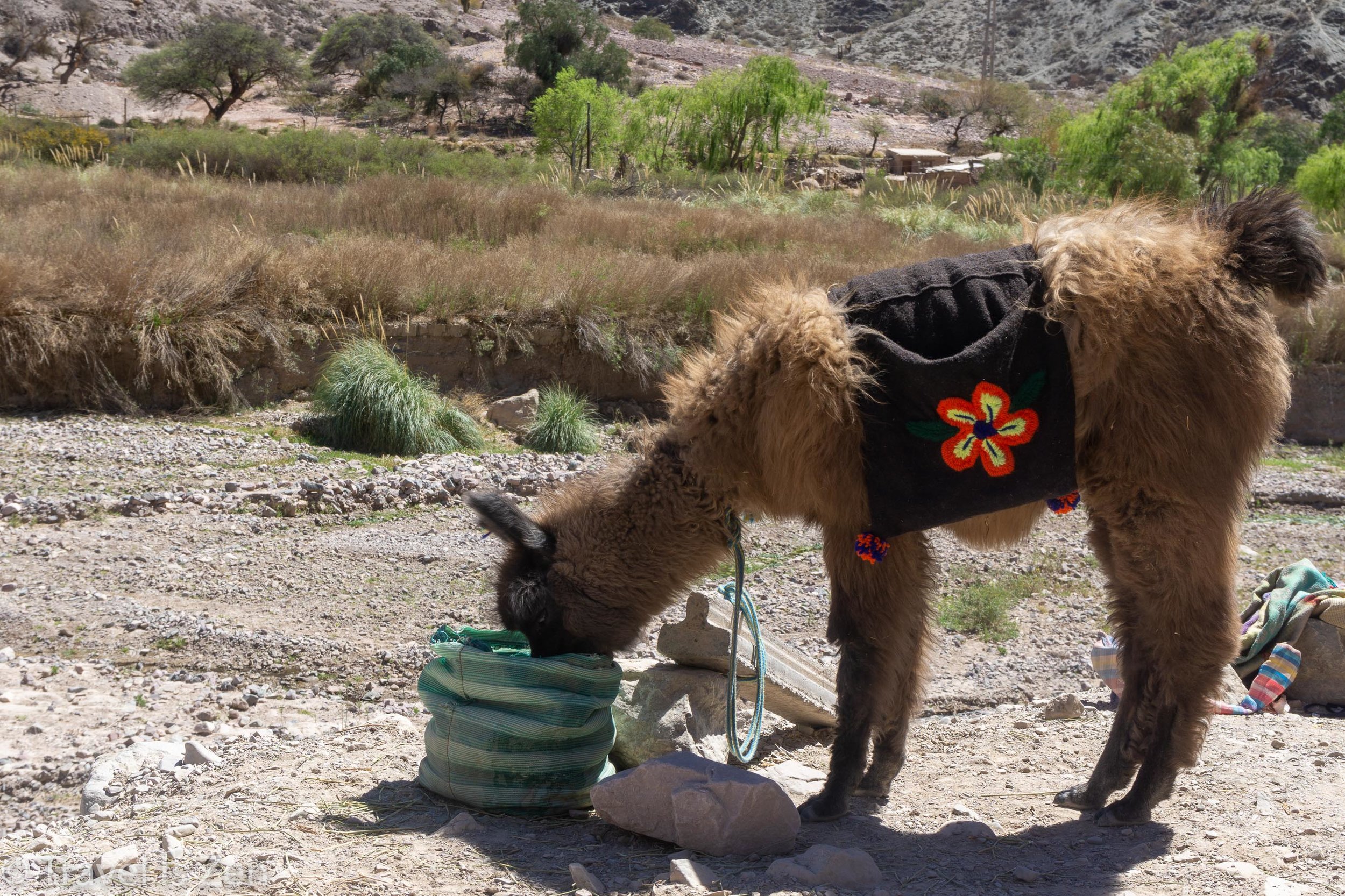 Llama