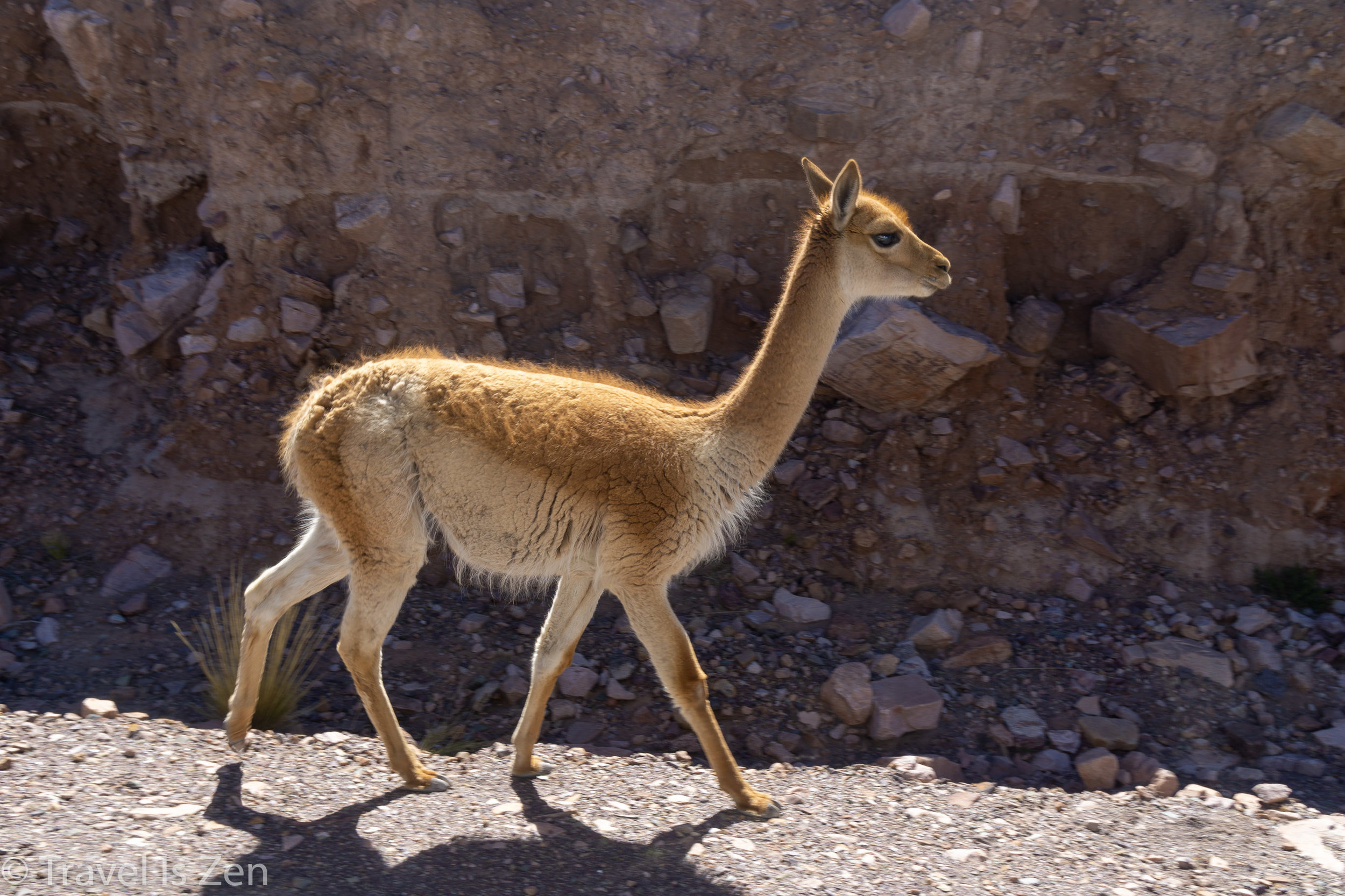 Vicuña (wild llama)