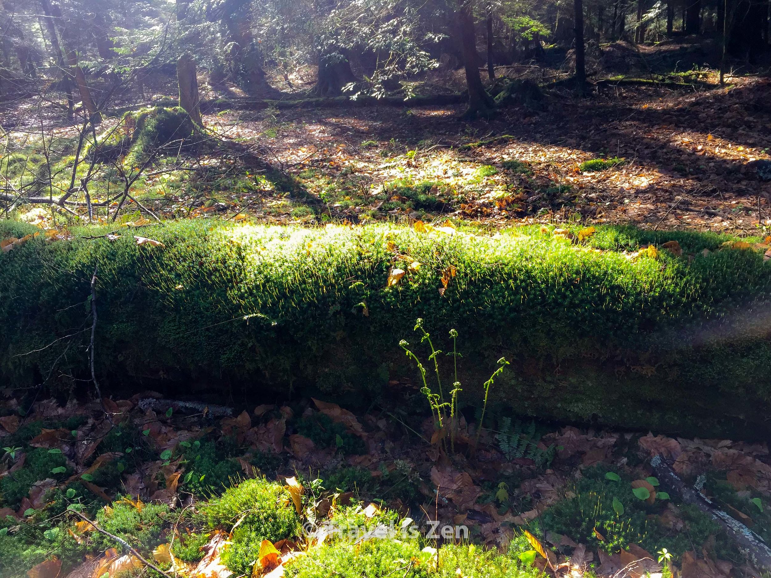 North Country Trail