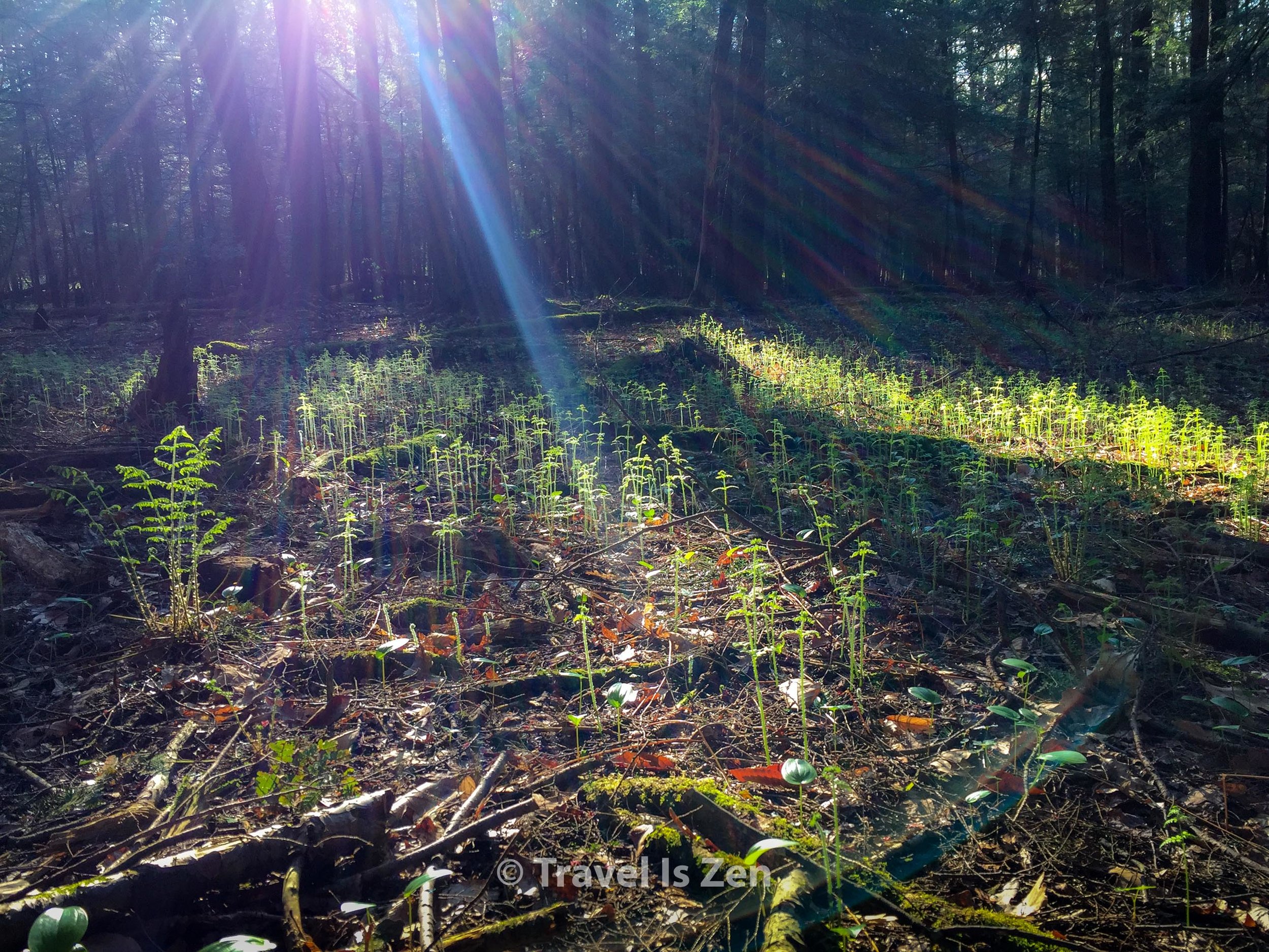 Cook Forest