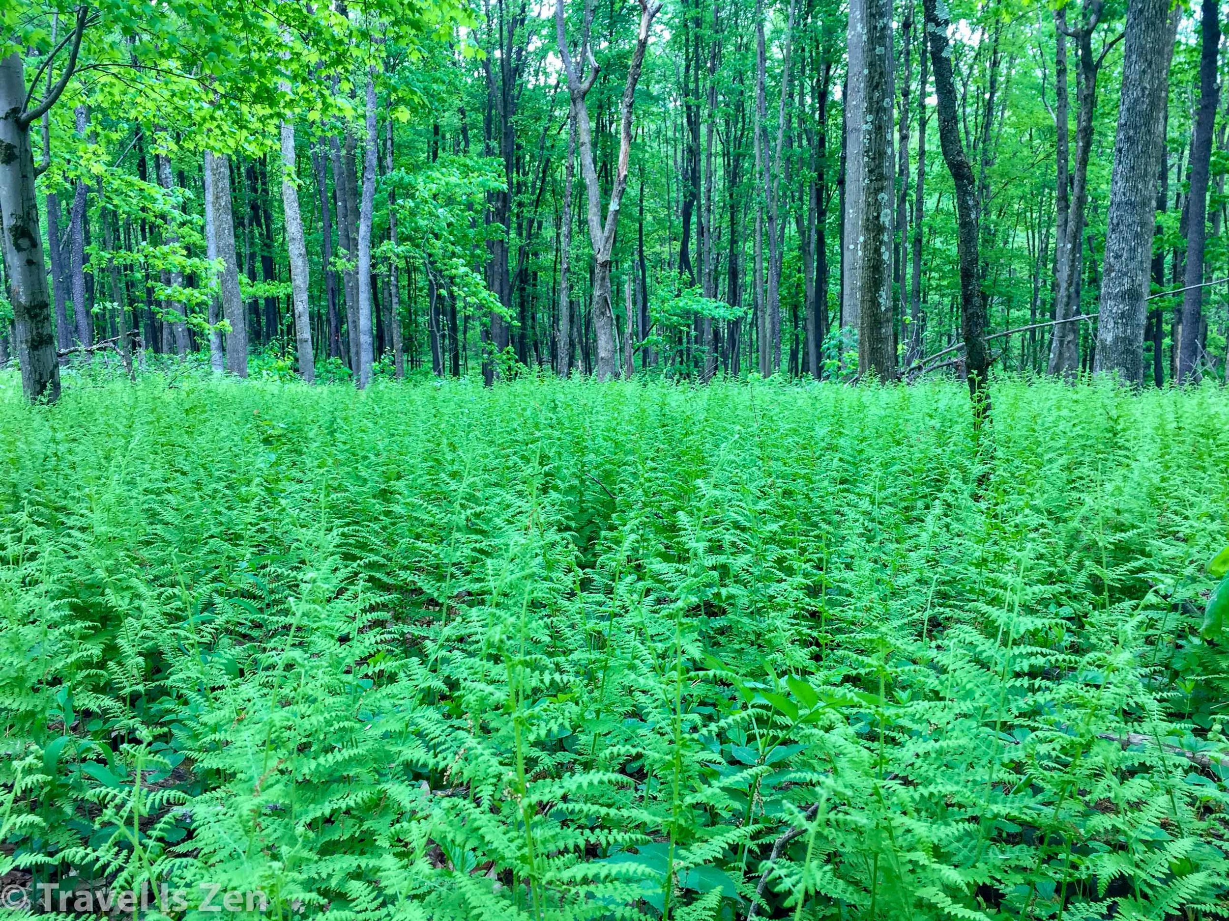 North Country Trail