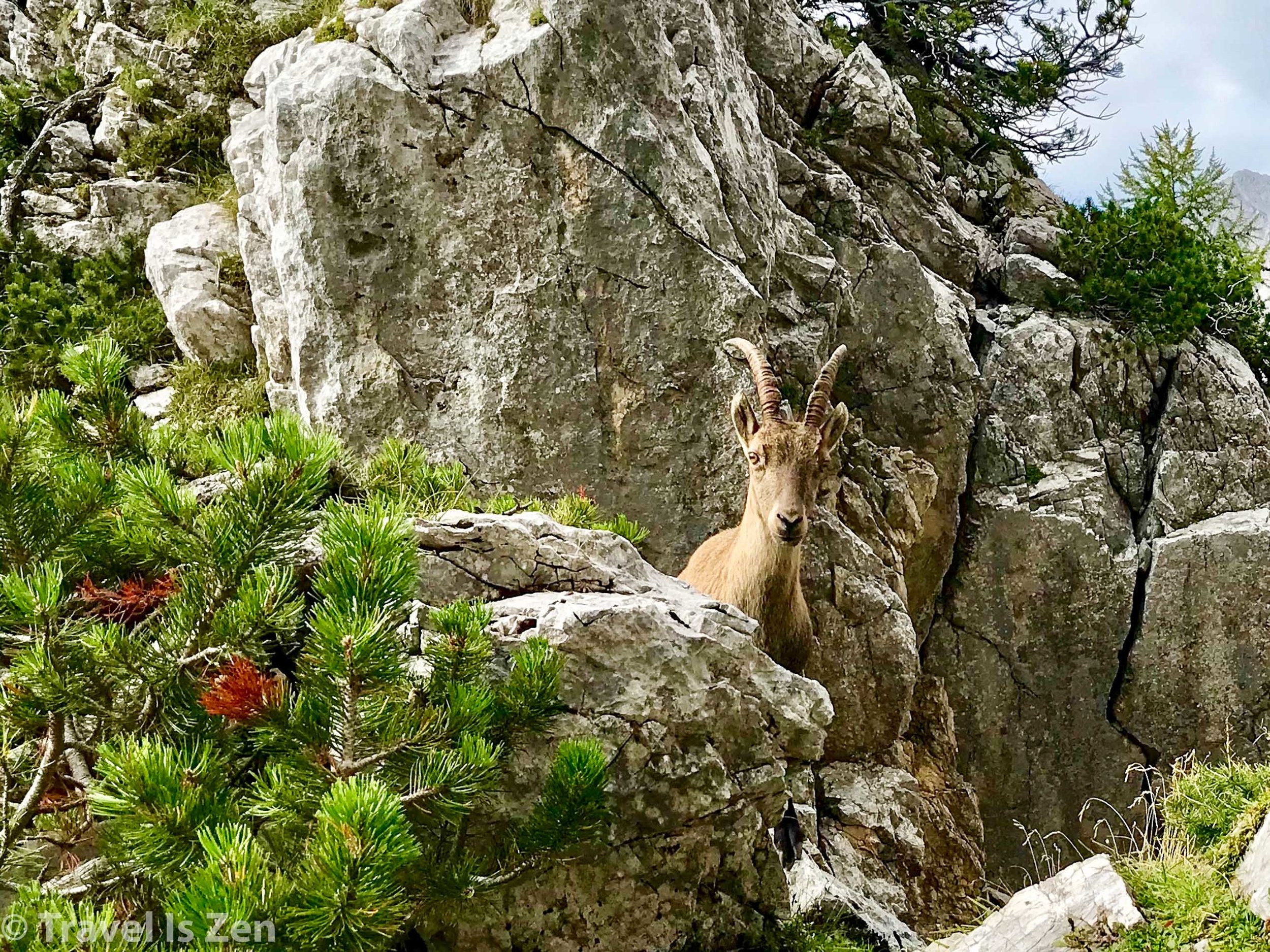 chamois