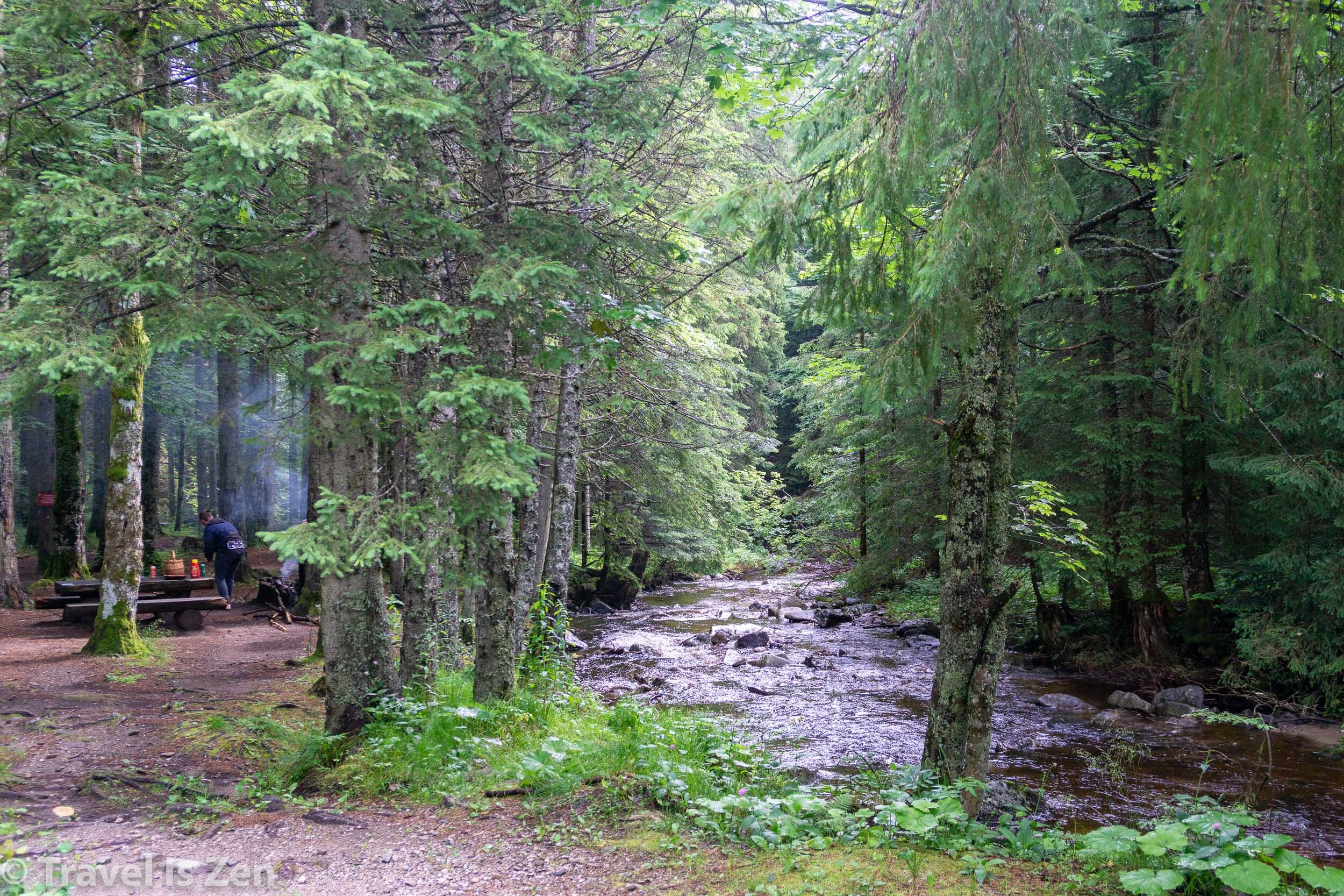 Bajgot: hemlock, spruce, and beech trees