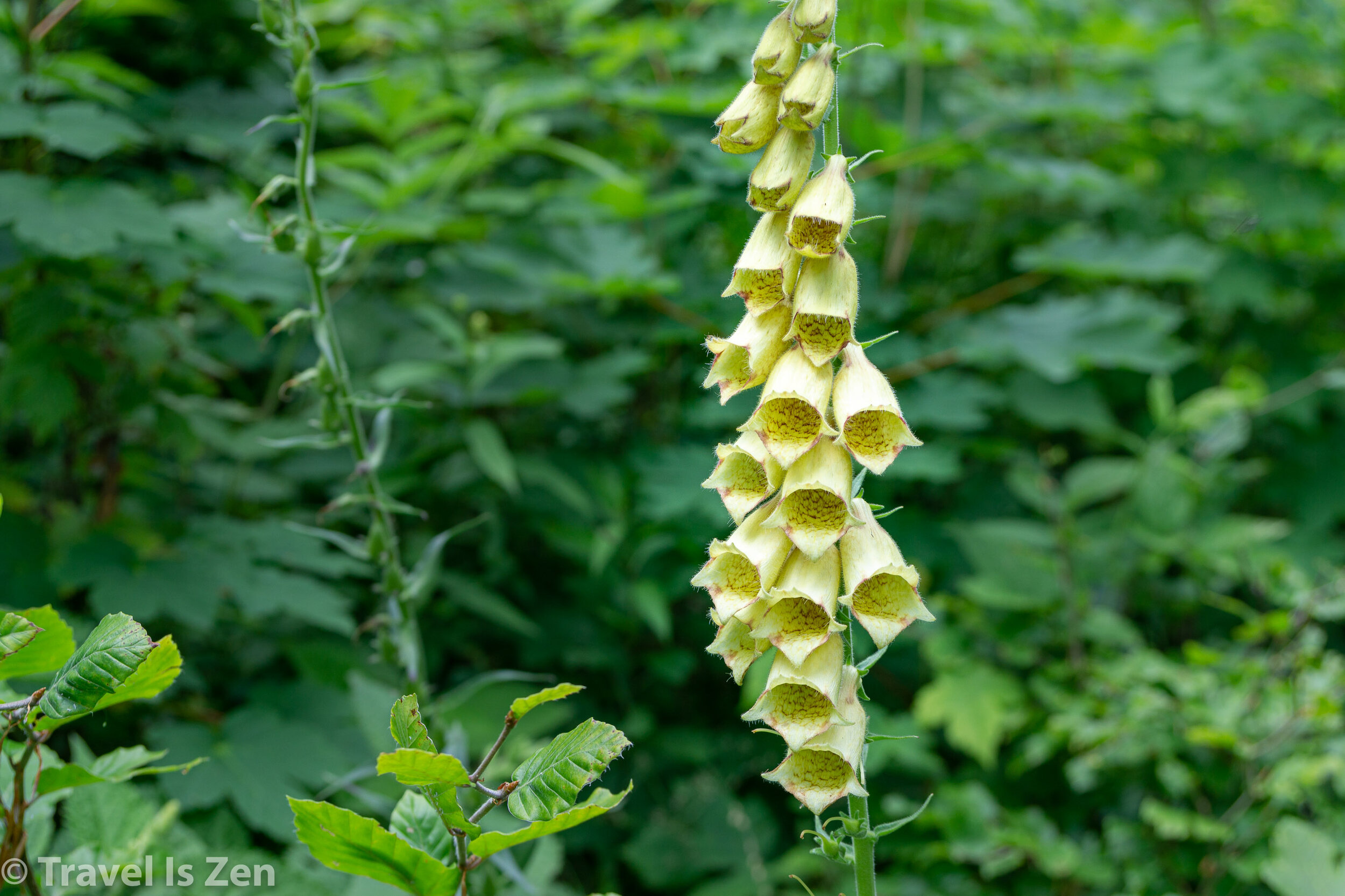 Yellow foxglove