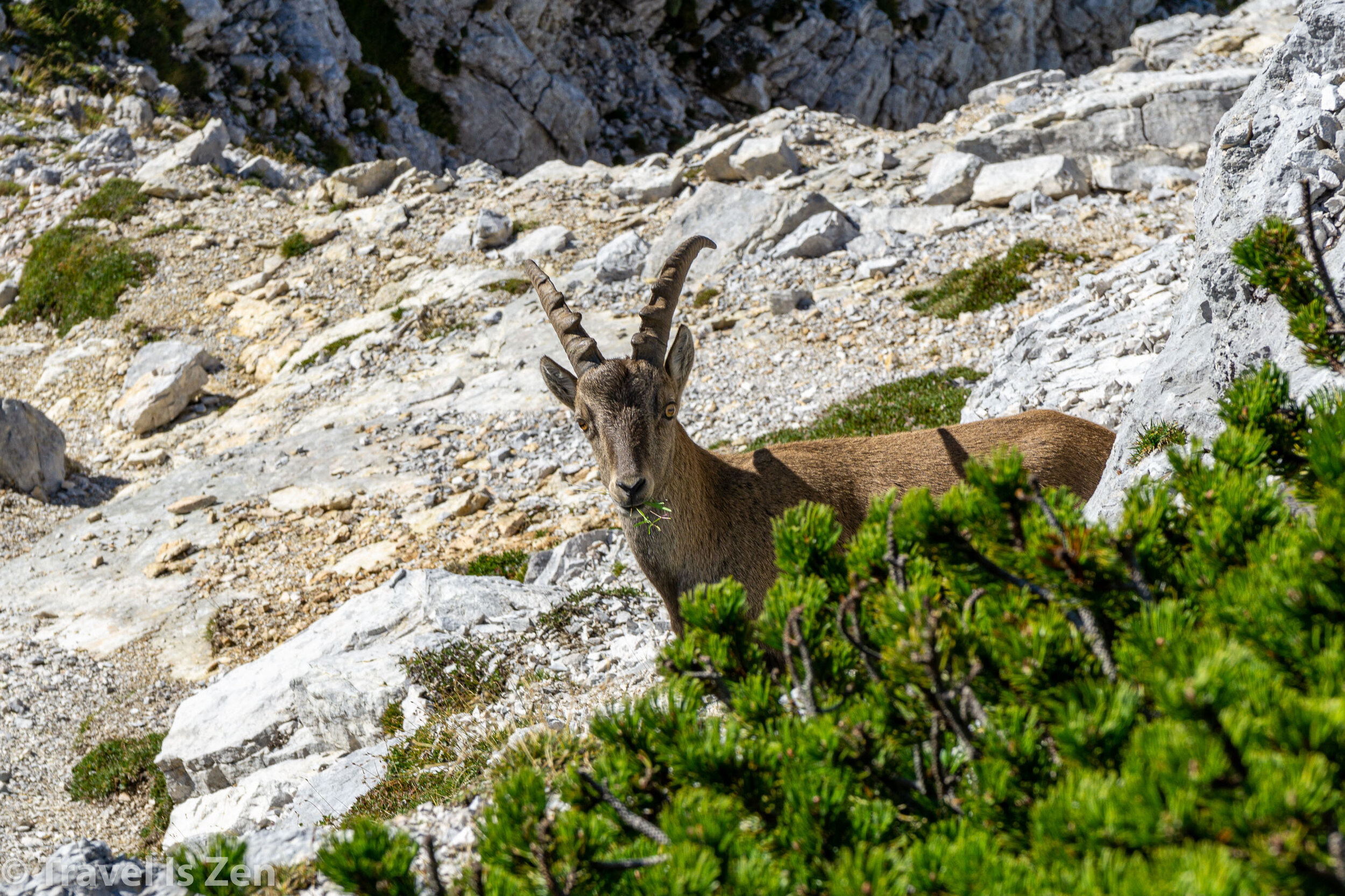 Slovenian Ibex
