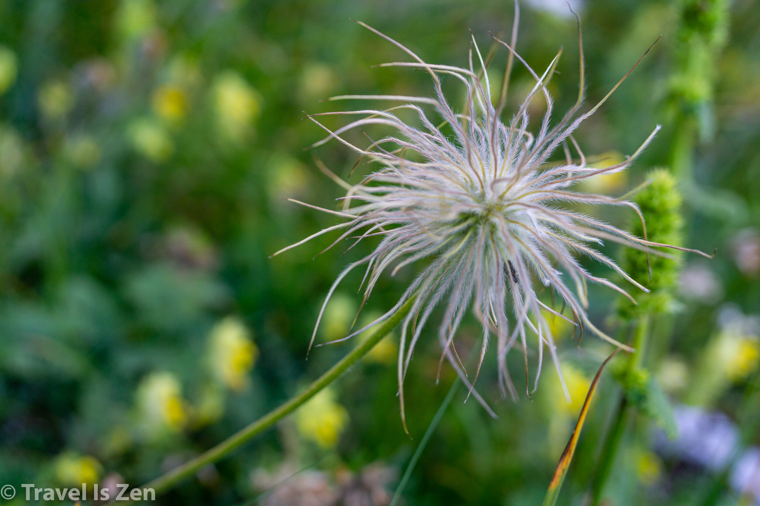 alpine wildflowers