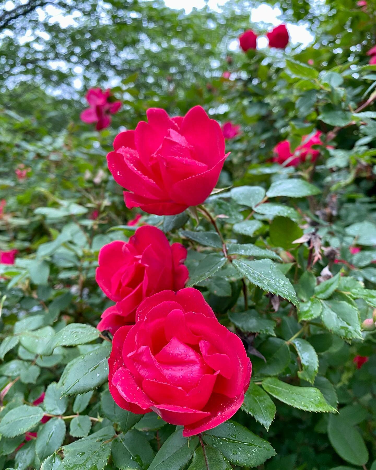 Nature is pretty perfect. Is there anything more vibrant, fragrant, or attractive than a flower? 🐝 I hope I&rsquo;m a bee in my next life 🦋or a butterfly 🌺

_________________________________ #dailymeditation #positivevibes #naturelovers #travelisz